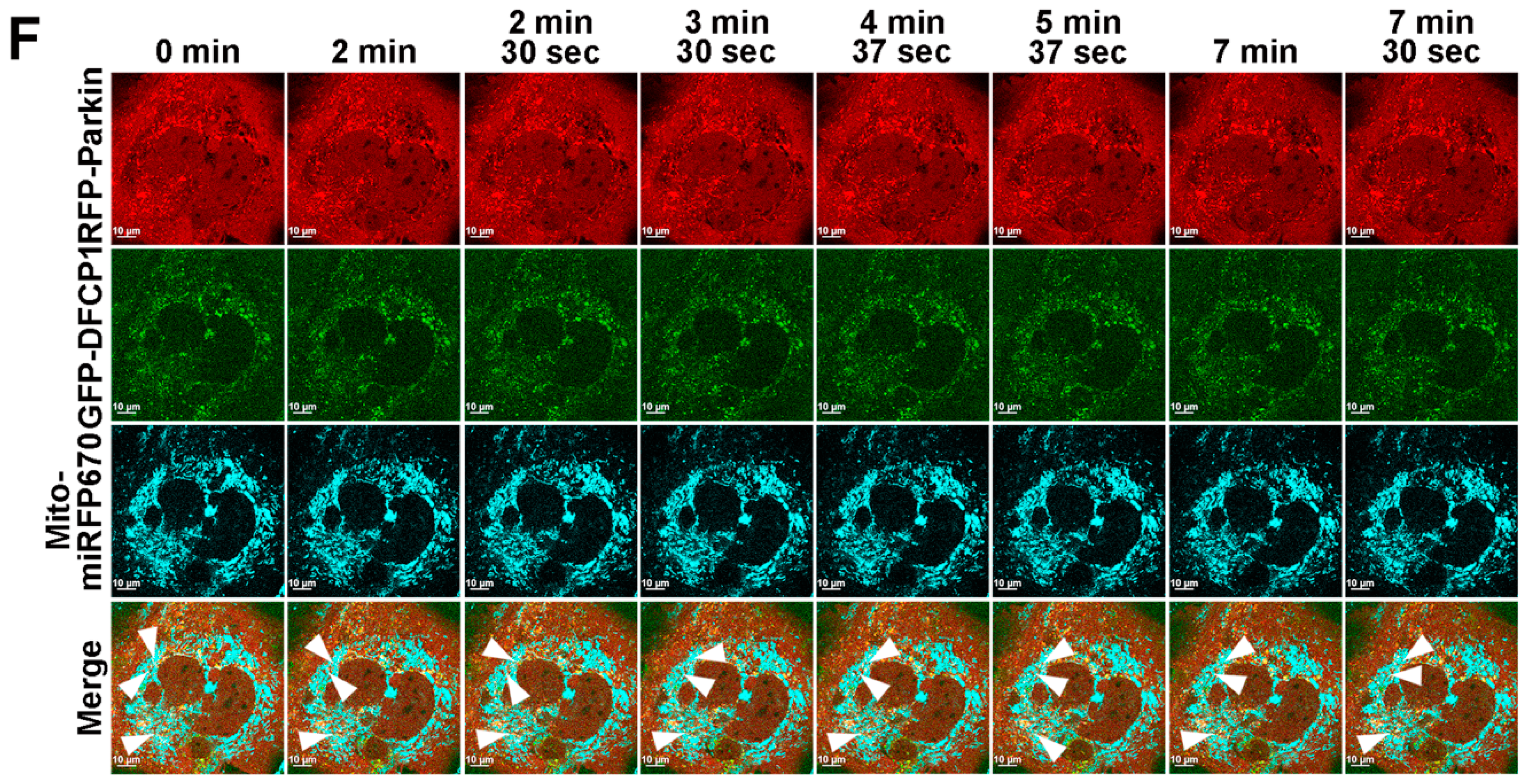 Pathogens 13 01139 g008b