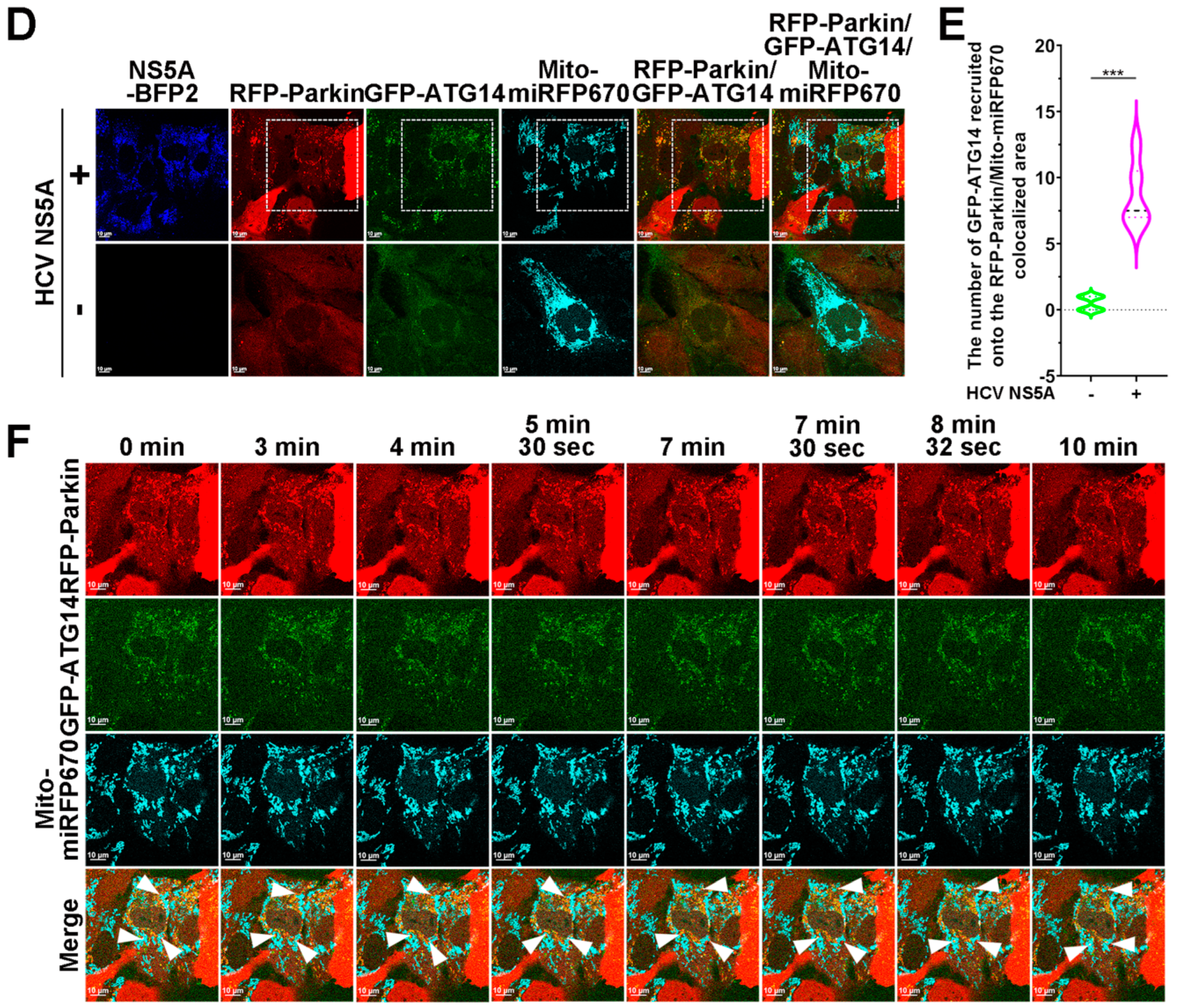 Pathogens 13 01139 g009b
