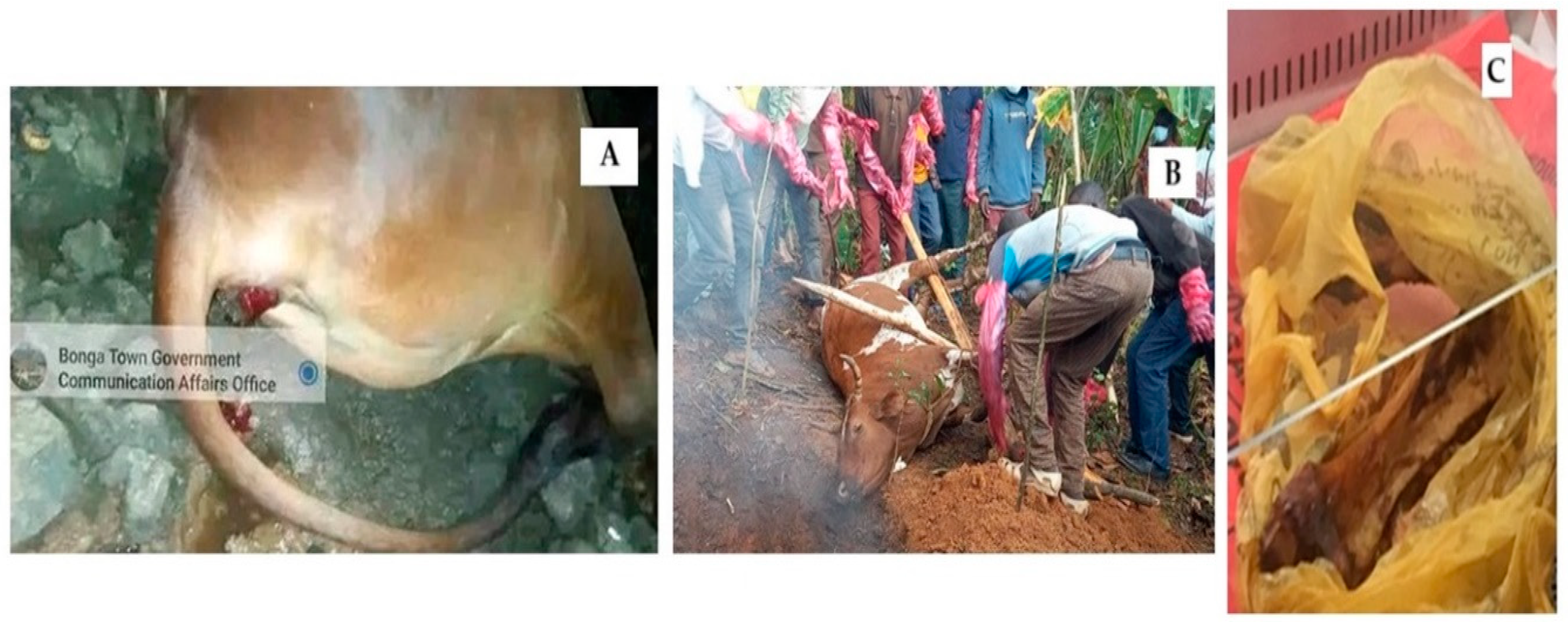 Pathogens 14 00039 g002