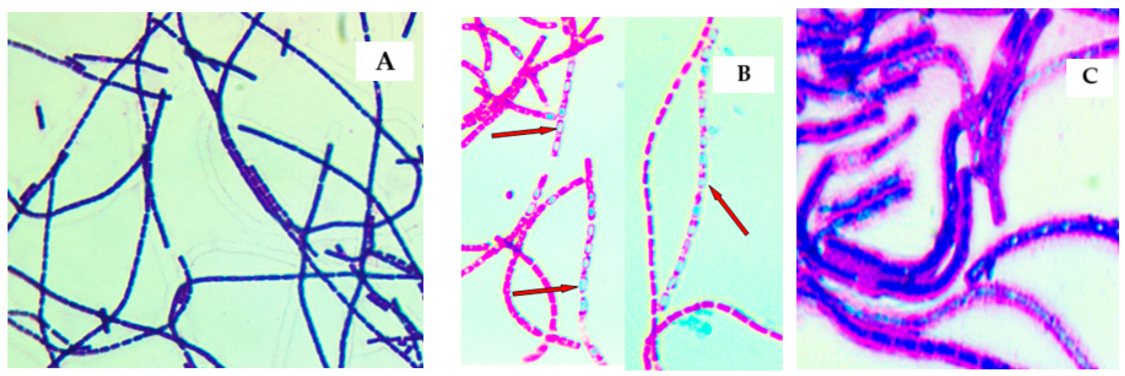 Pathogens 14 00039 g003