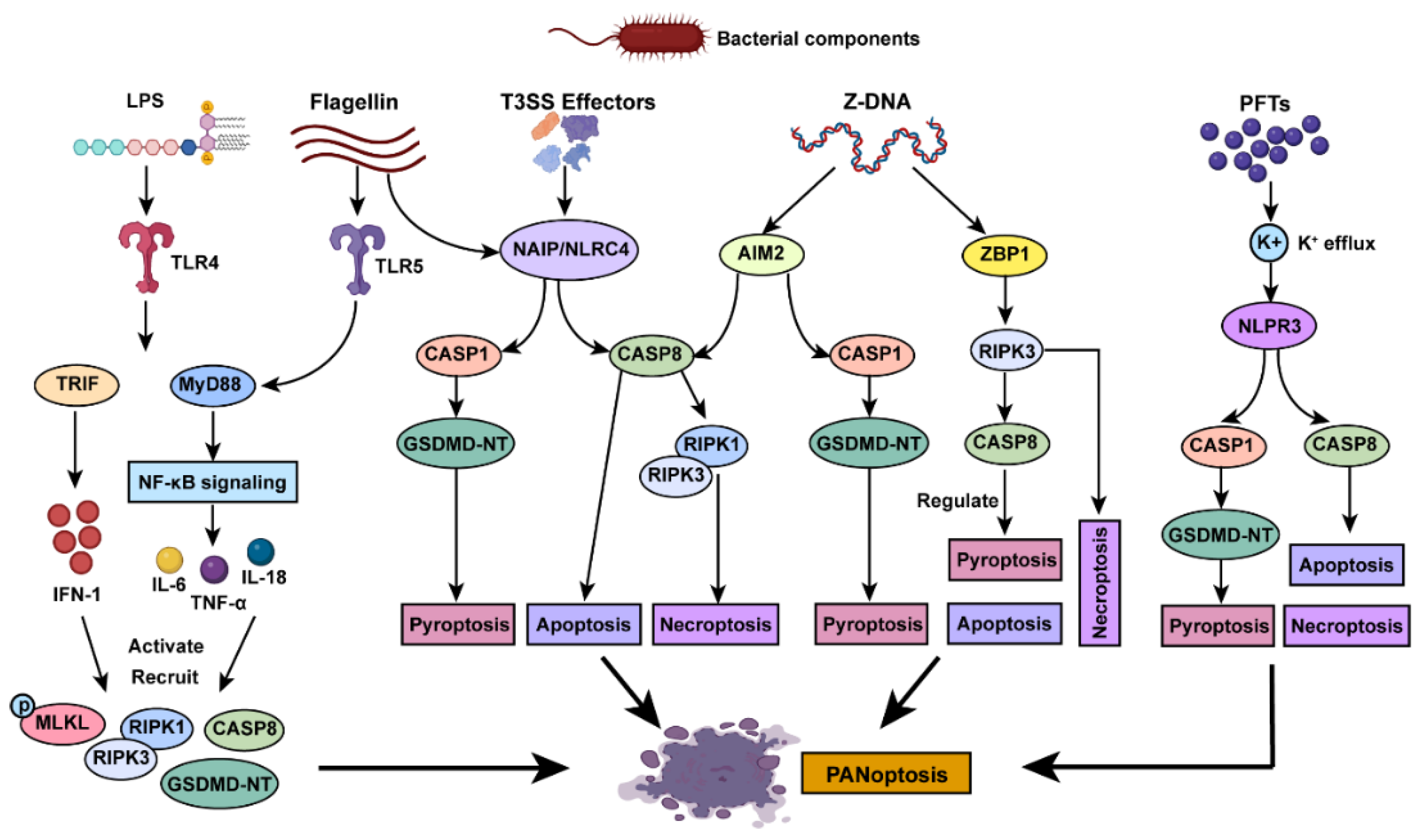 Pathogens 14 00043 g003