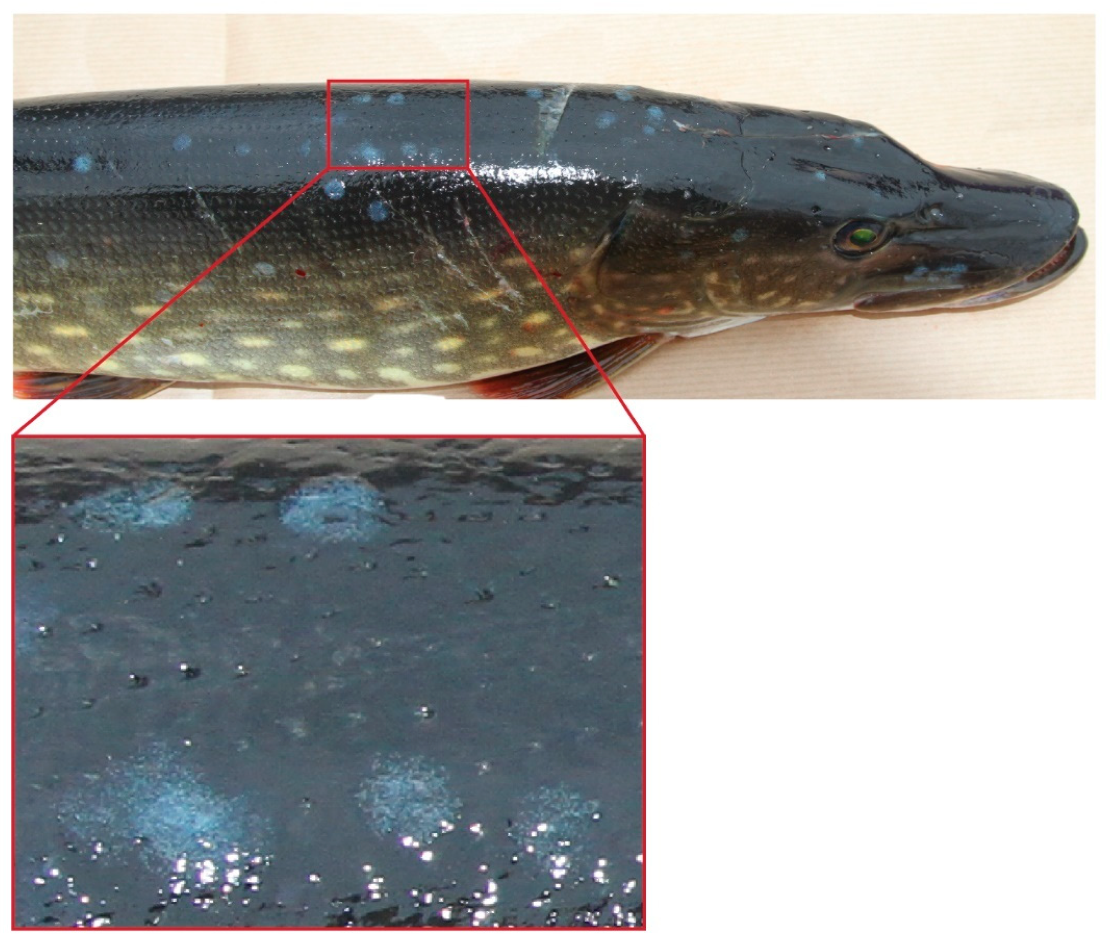 Pathogens 14 00045 g001