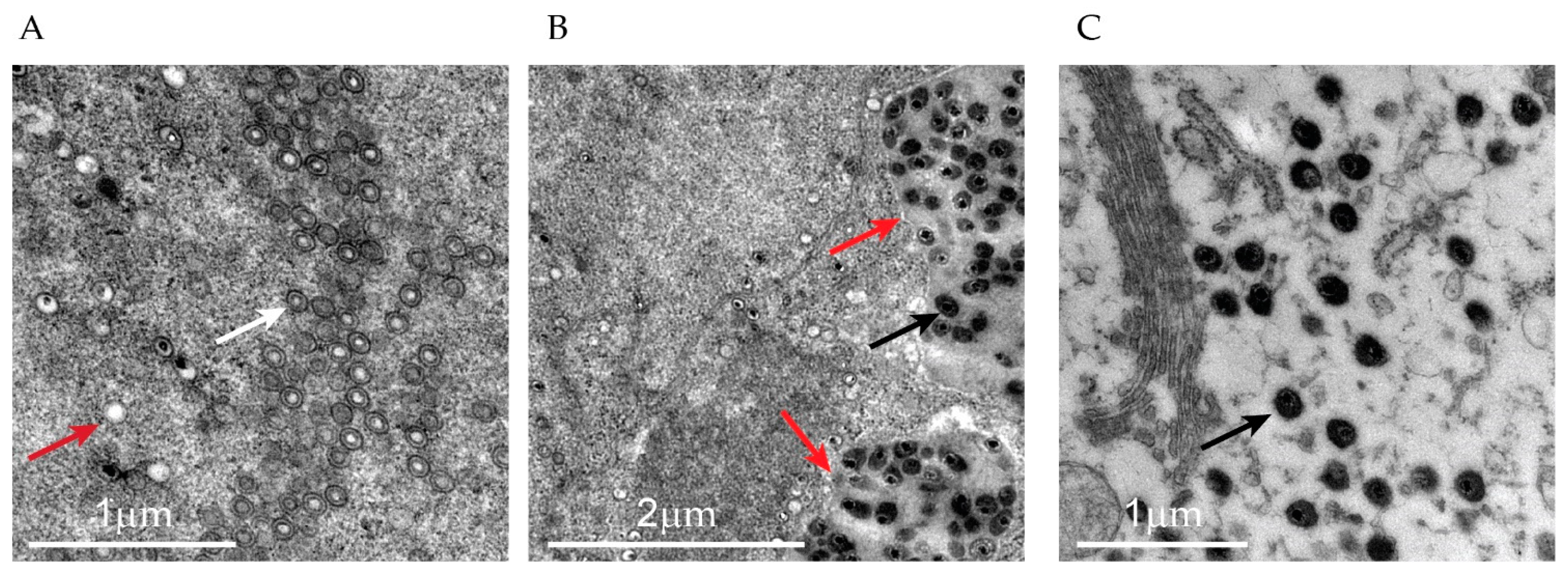 Pathogens 14 00045 g004