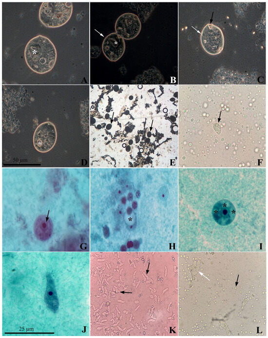 Pathogens 14 00056 g001