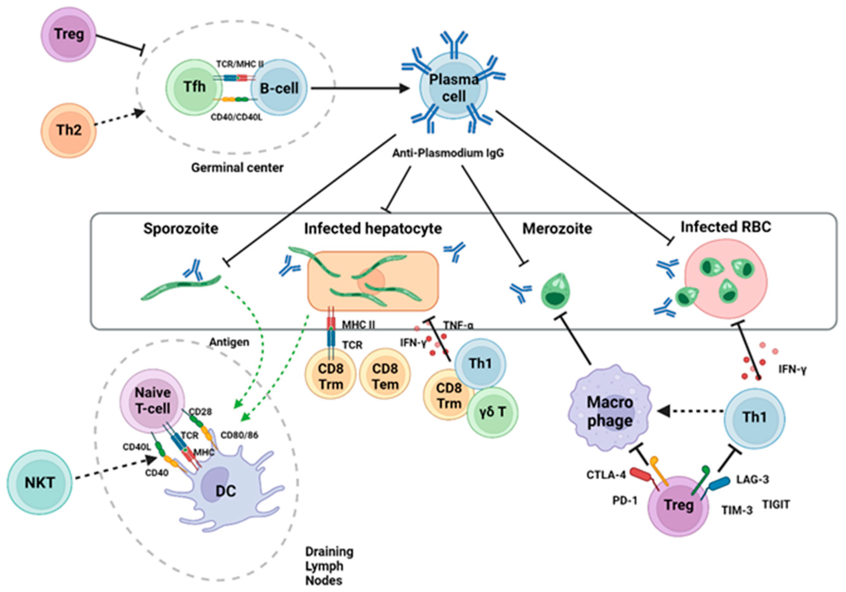 Pathogens 14 00071 g001
