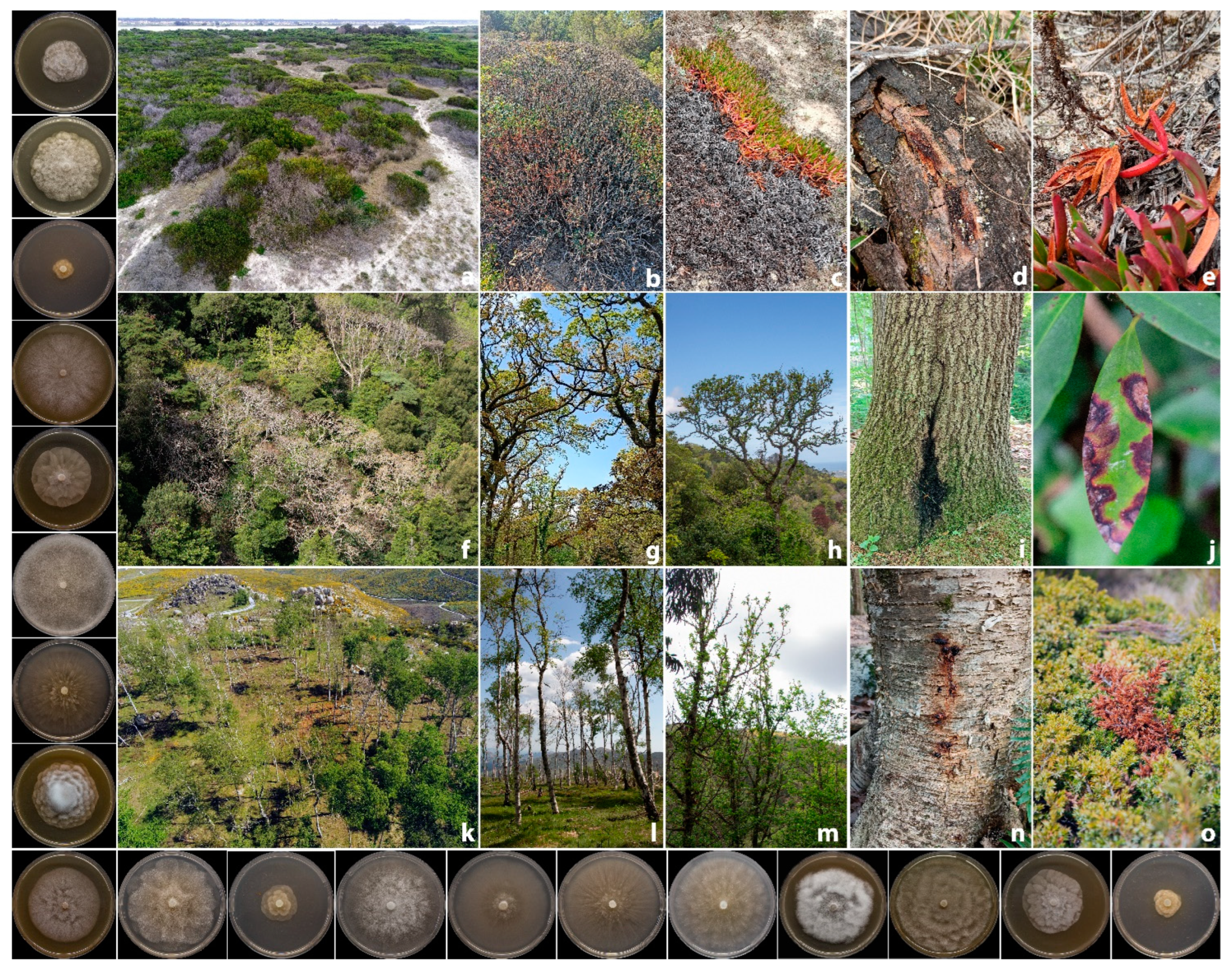 Pathogens 14 00103 g001