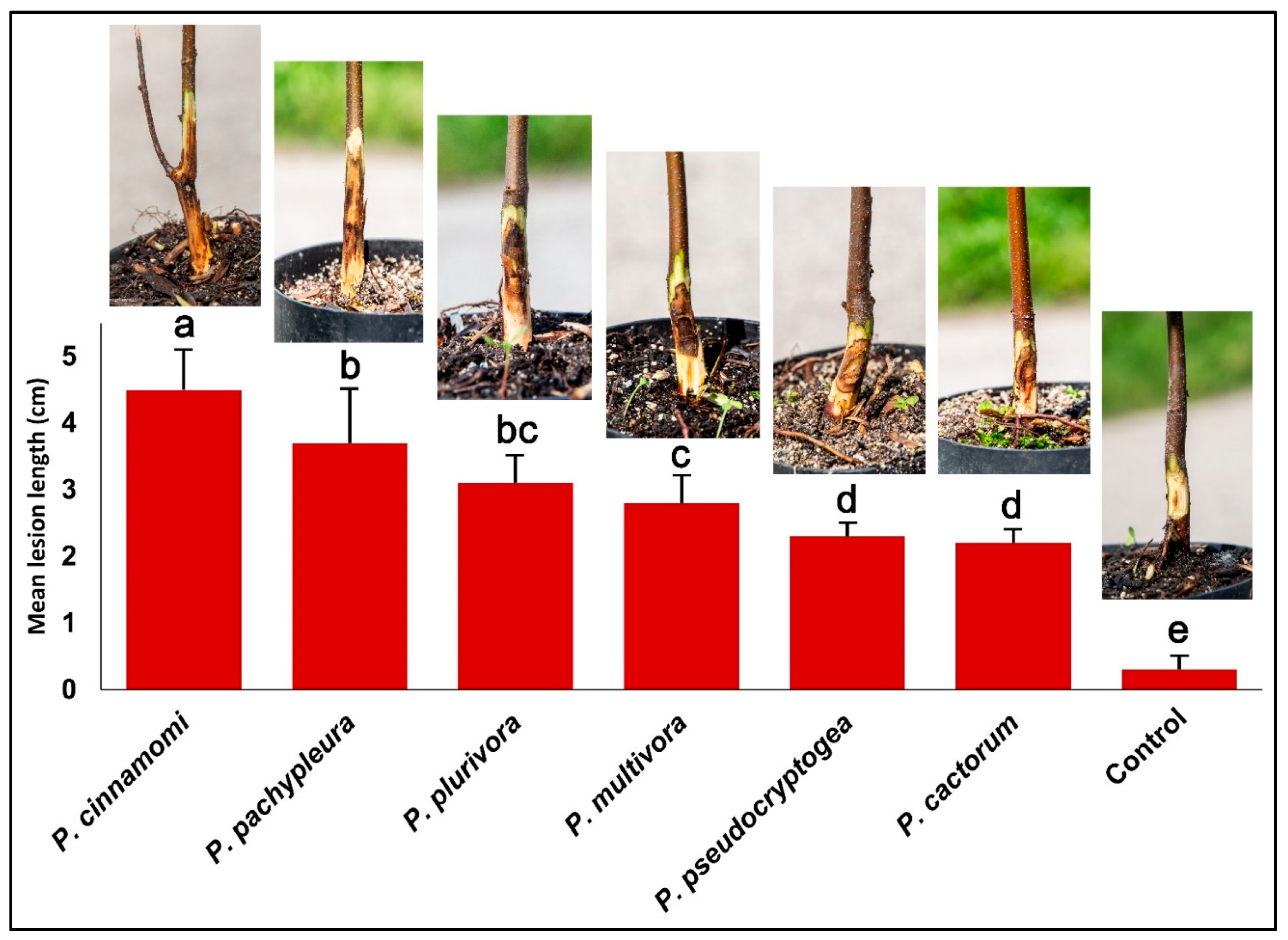 Pathogens 14 00103 g006