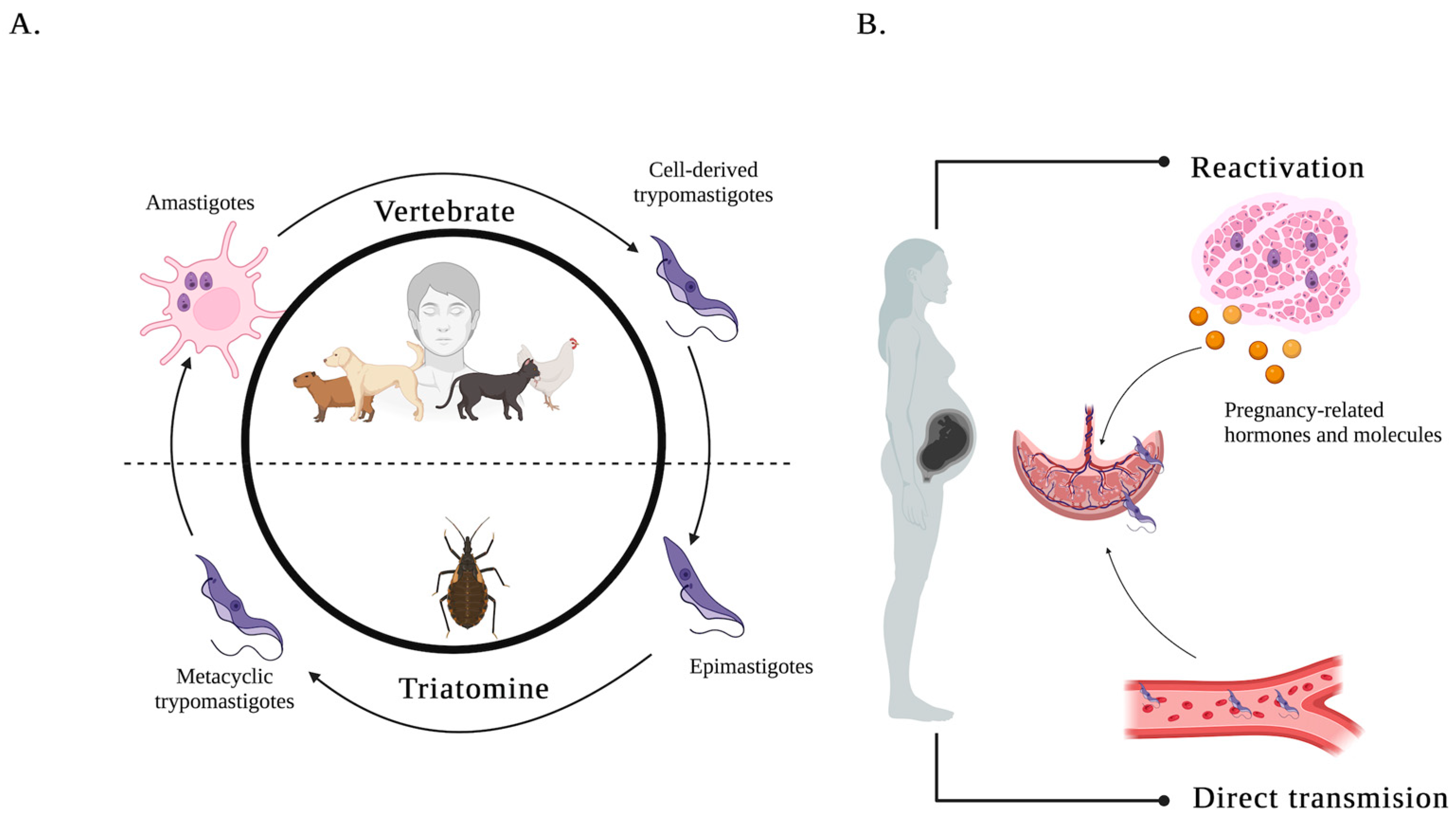 Pathogens 14 00106 g001