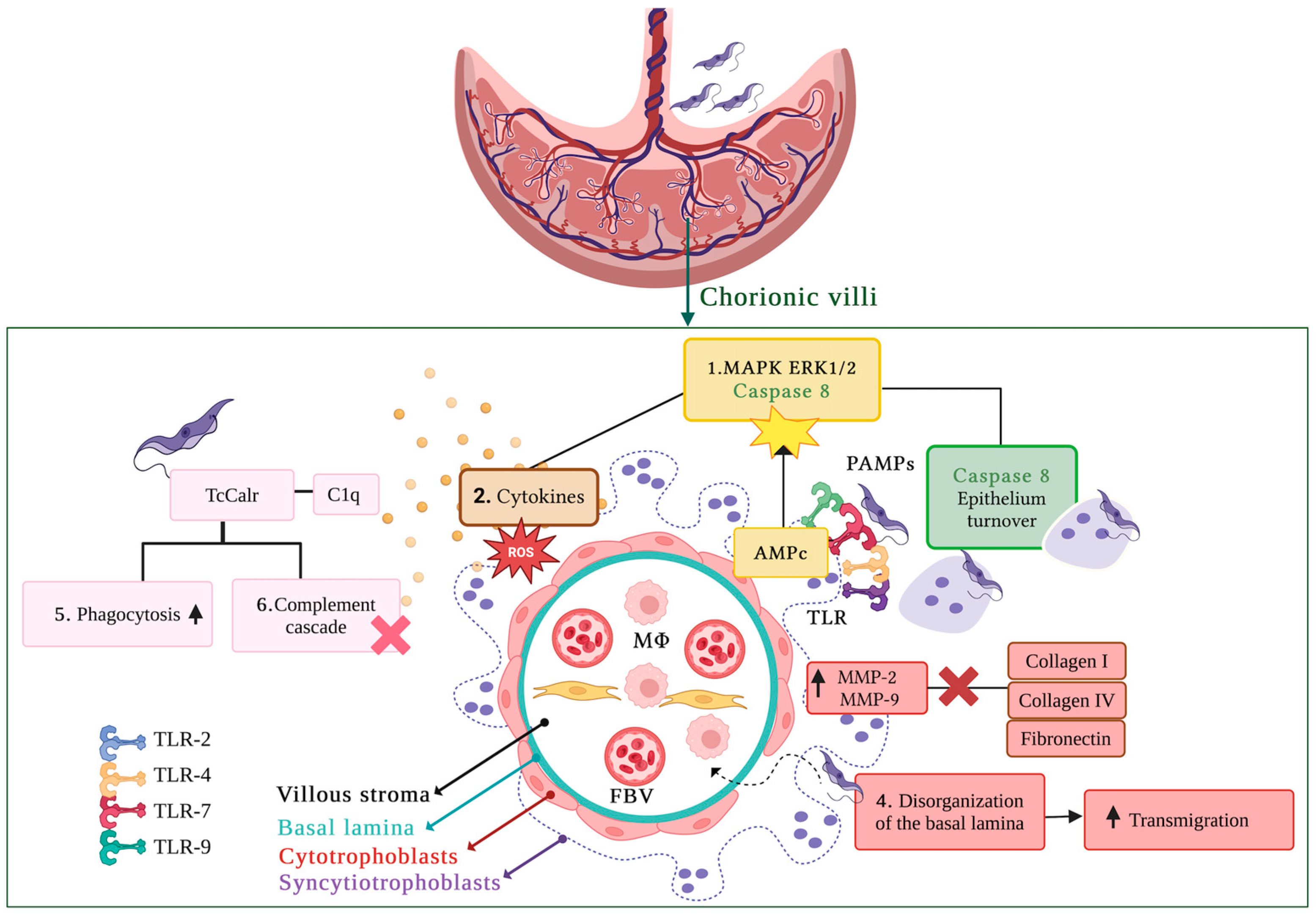 Pathogens 14 00106 g002