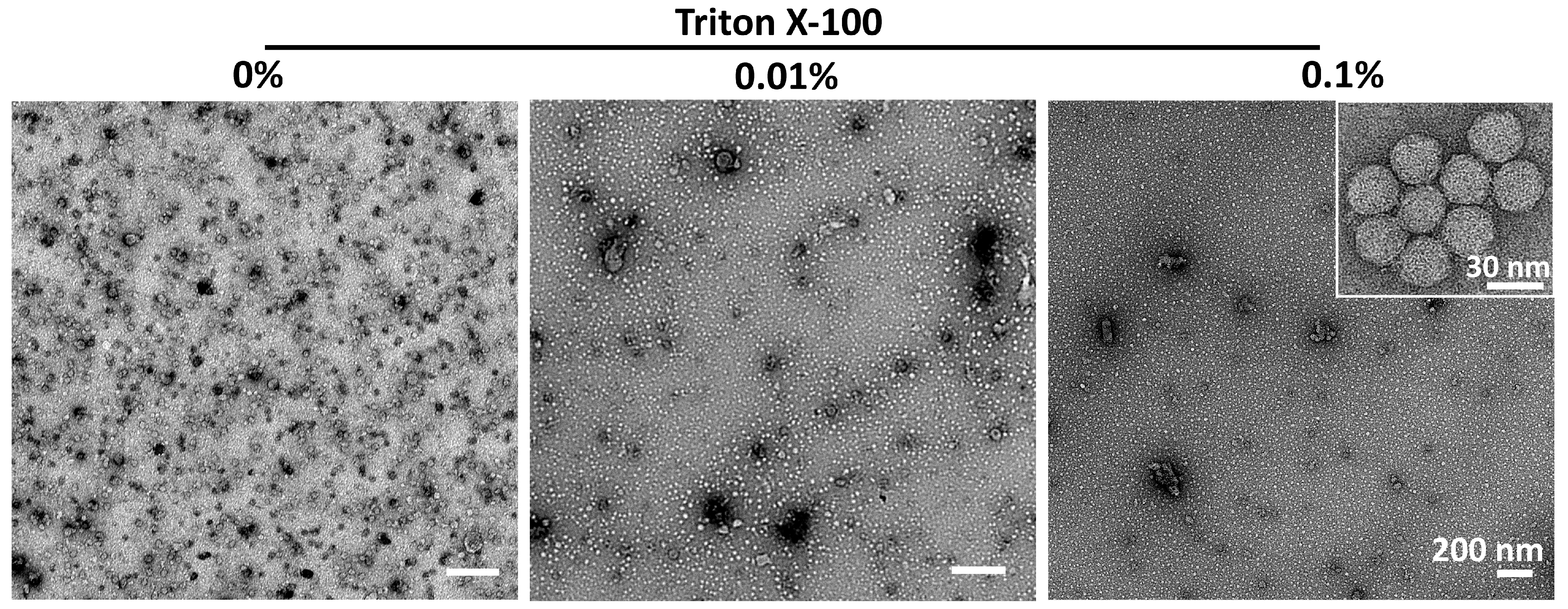 Pathogens 14 00118 g005 Pathogens 14 00118 g005