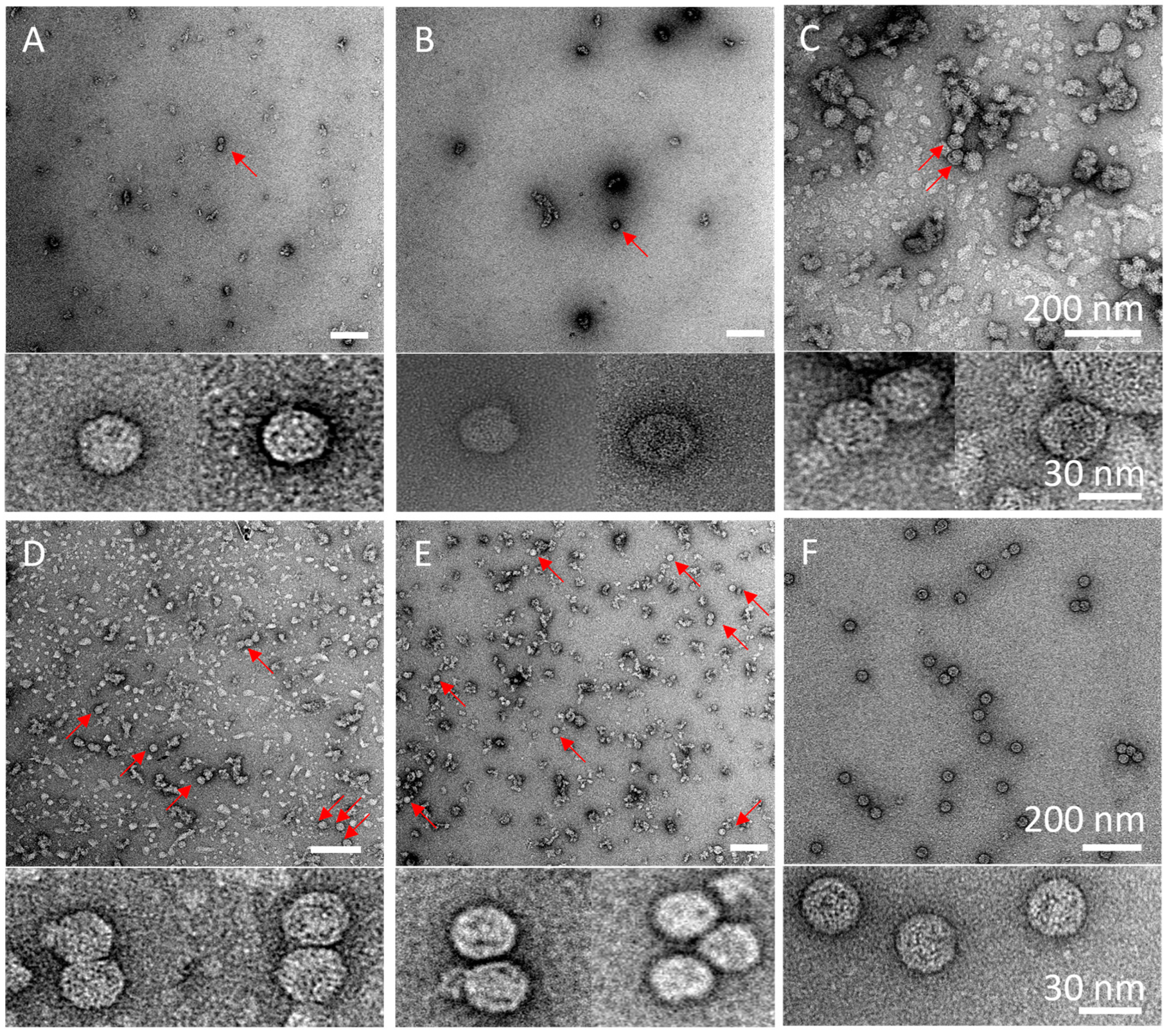 Pathogens 14 00118 g007 Pathogens 14 00118 g007