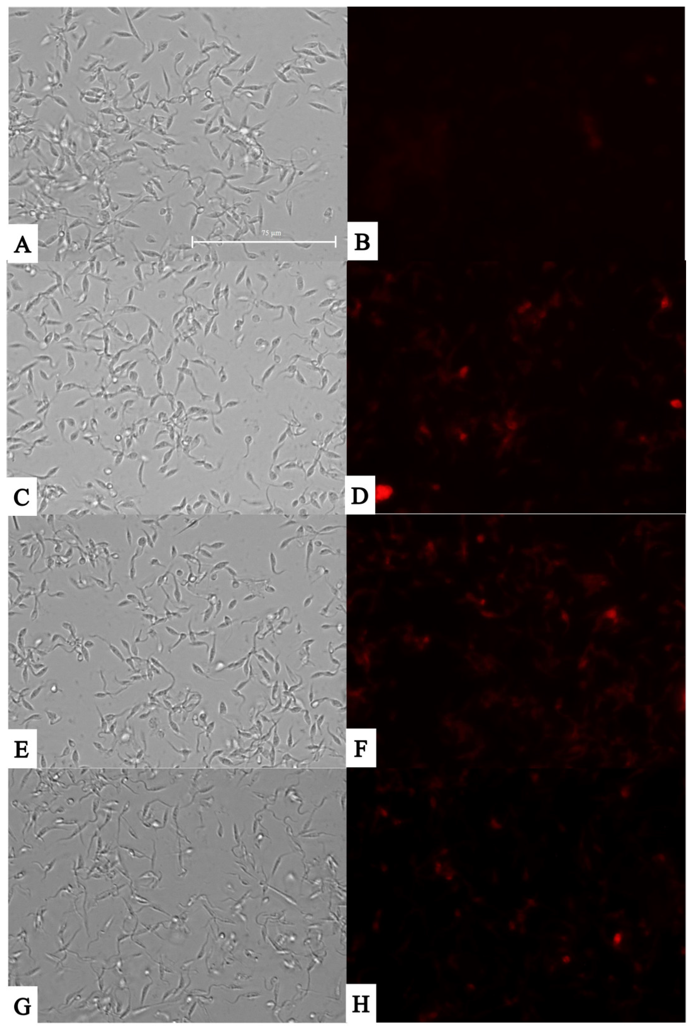Pathogens 14 00127 g004