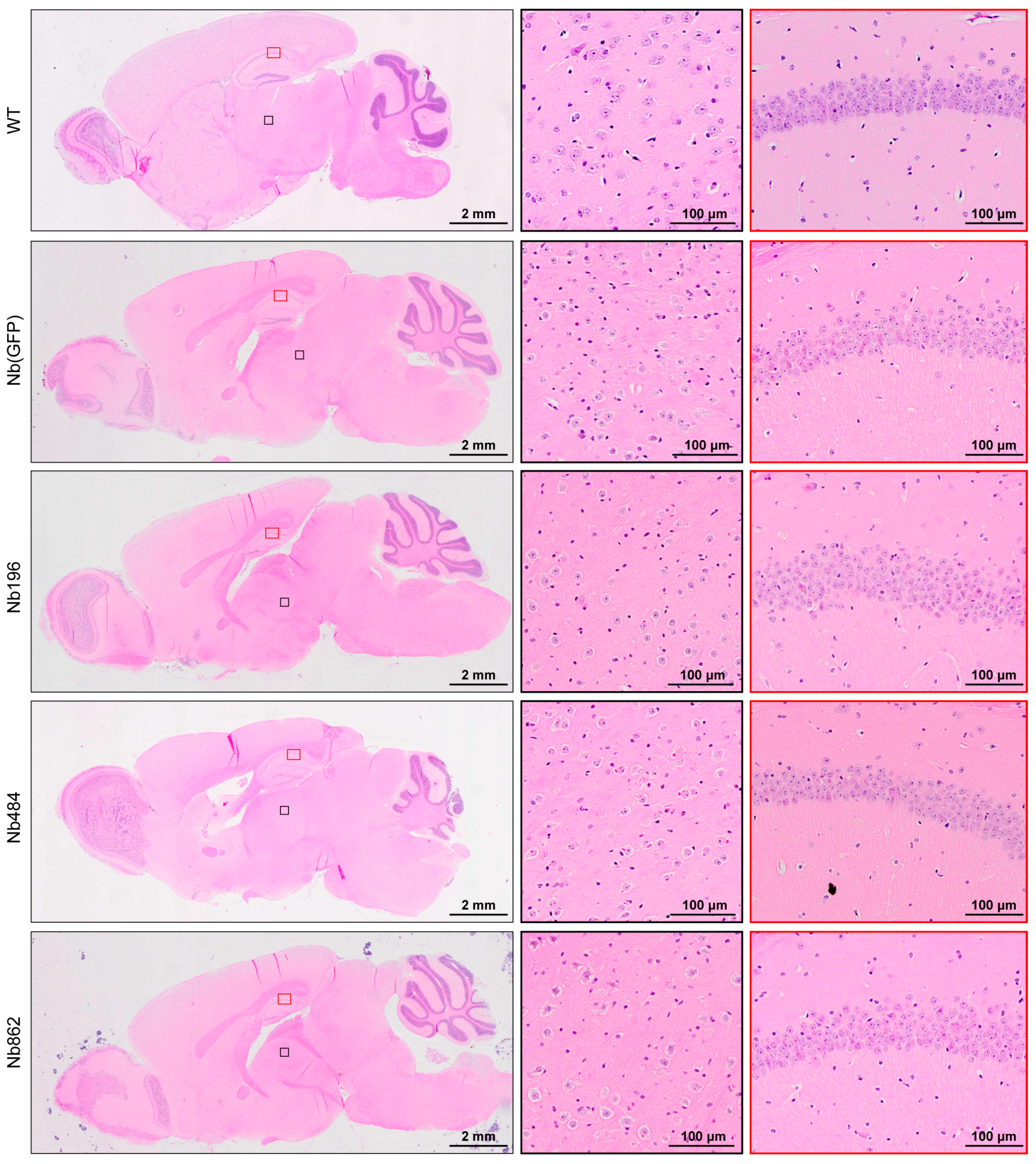 Pathogens 14 00131 g002