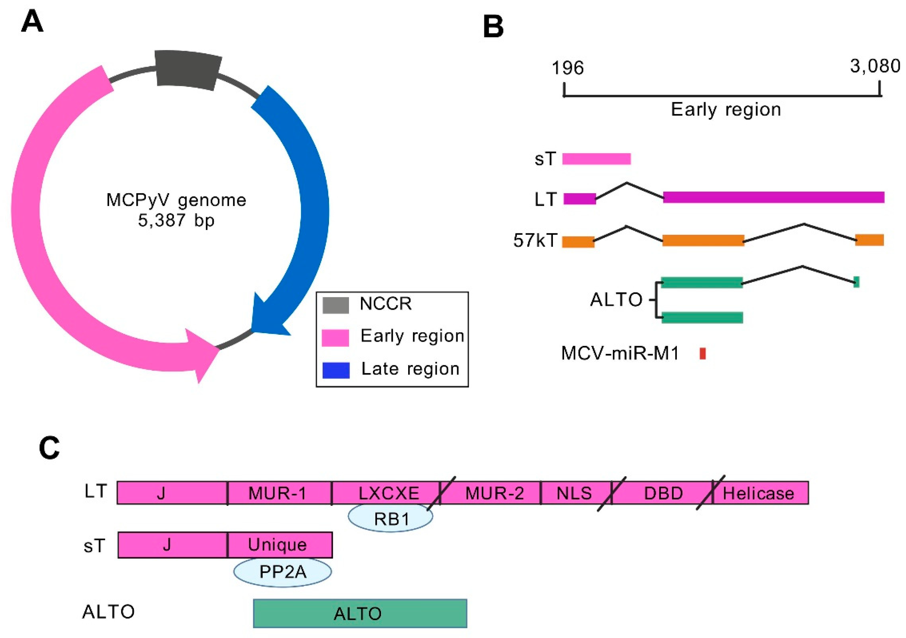 Pathogens 14 00134 g001