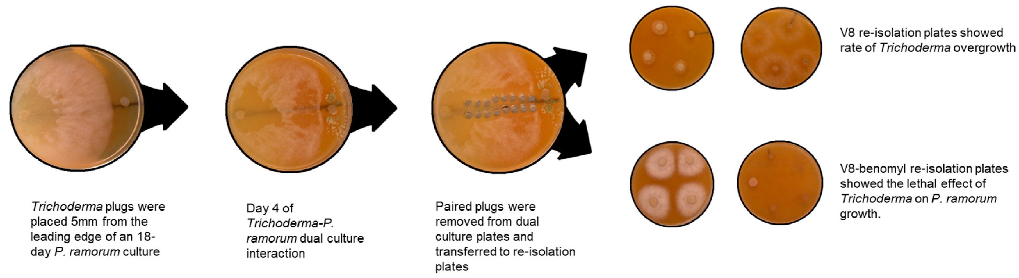 Pathogens 14 00136 g001
