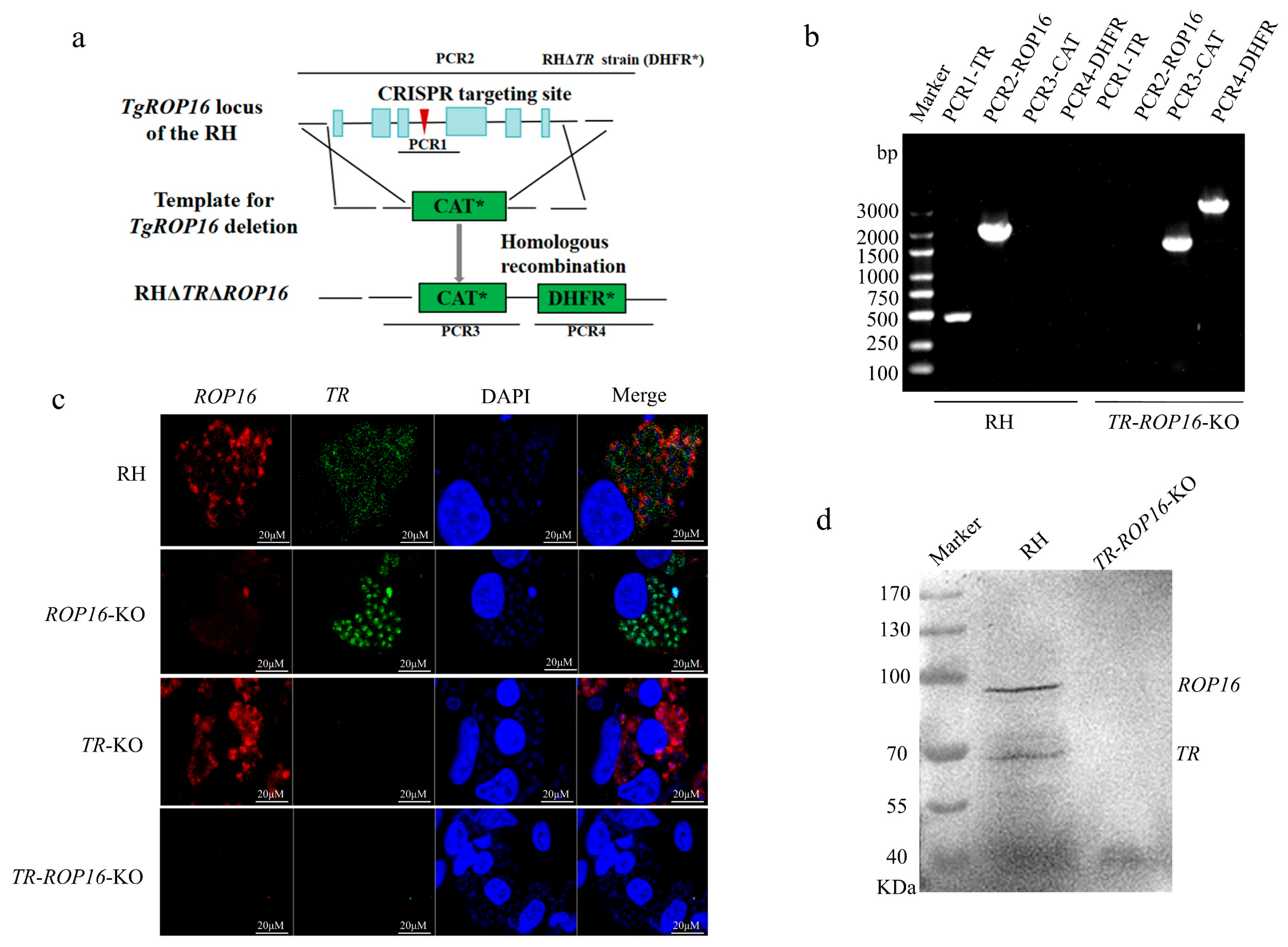 Pathogens 14 00171 g001