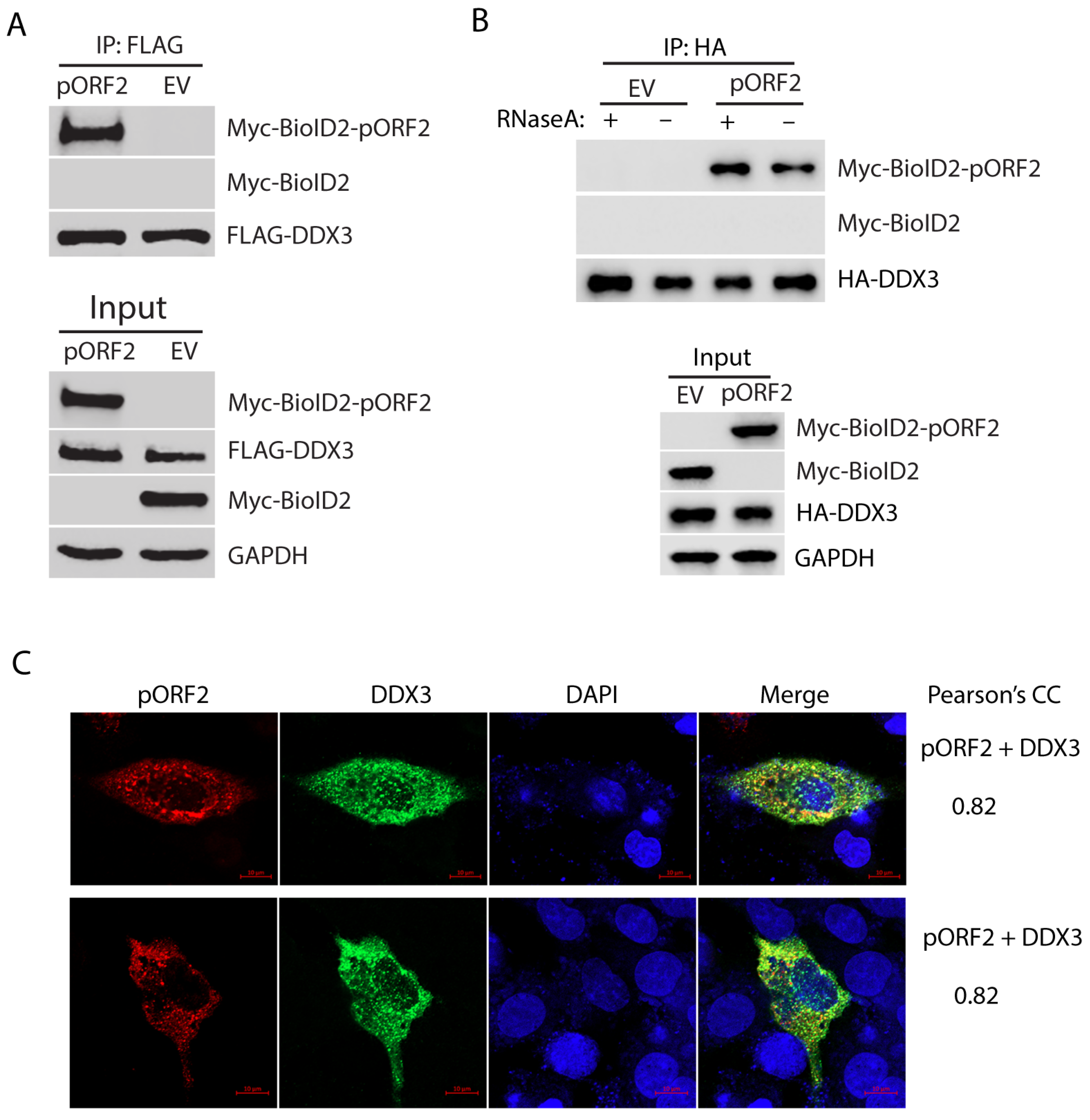 Pathogens 14 00177 g002