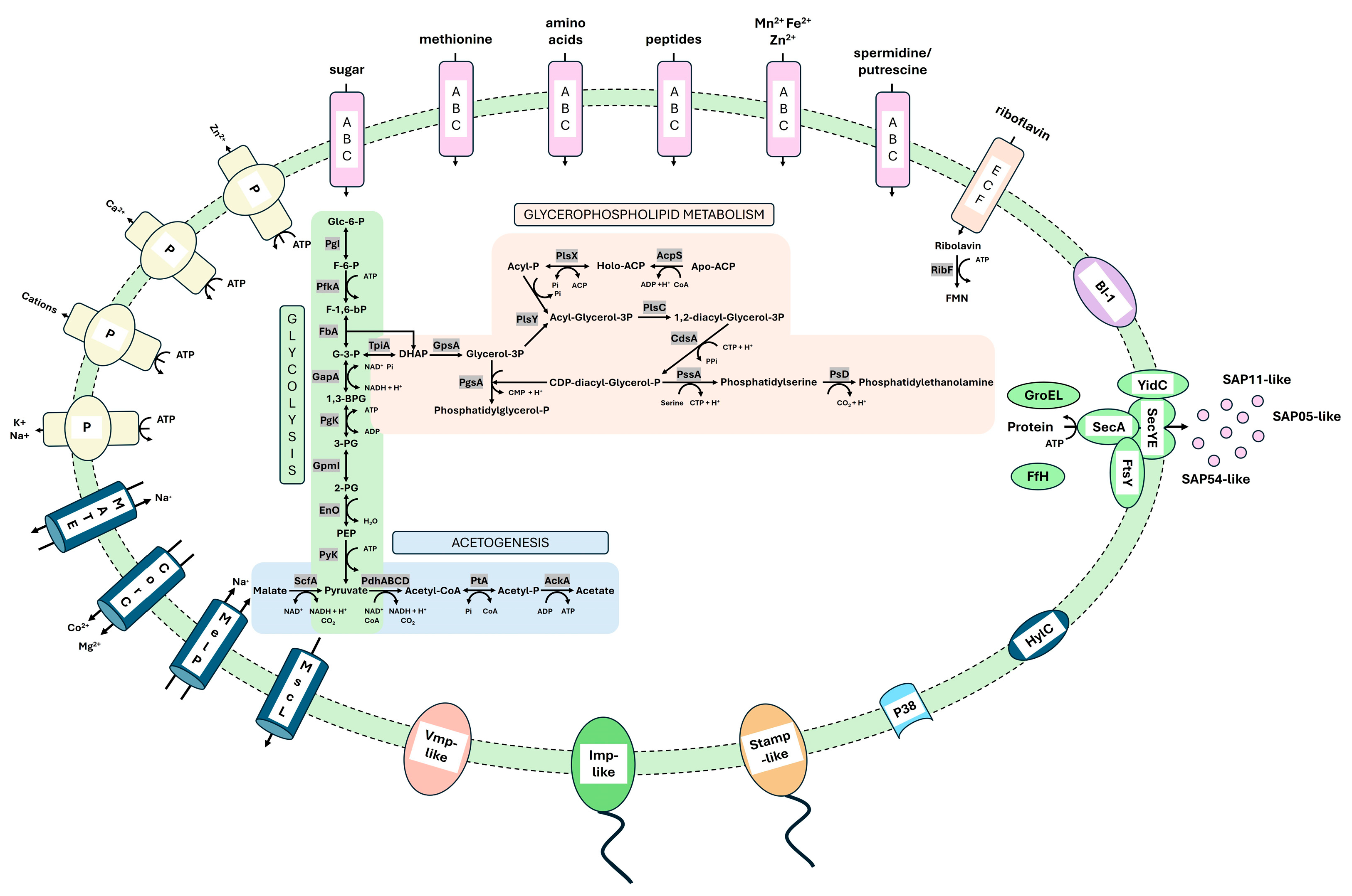 Pathogens 14 00180 g007