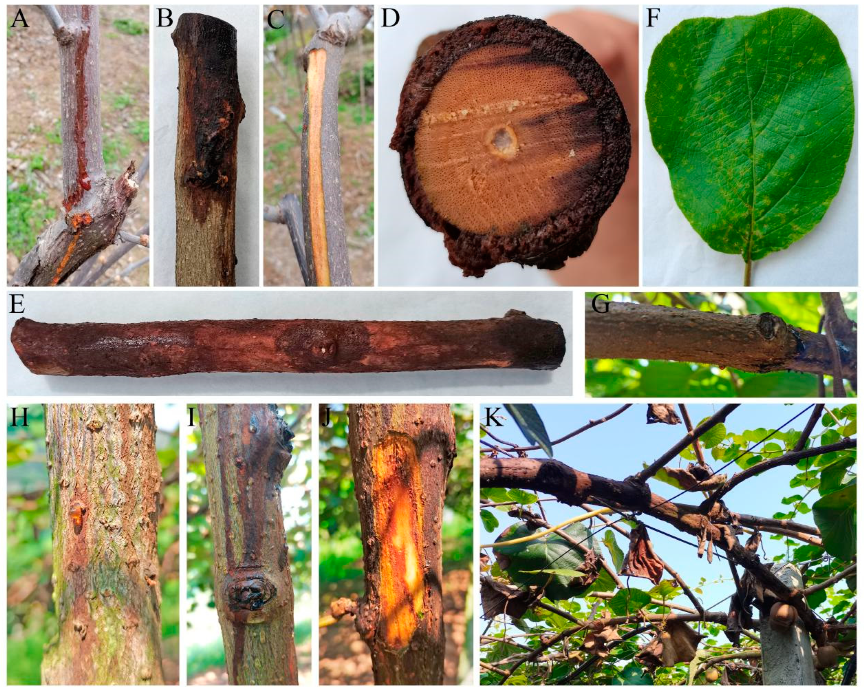 Pathogens 14 00191 g001