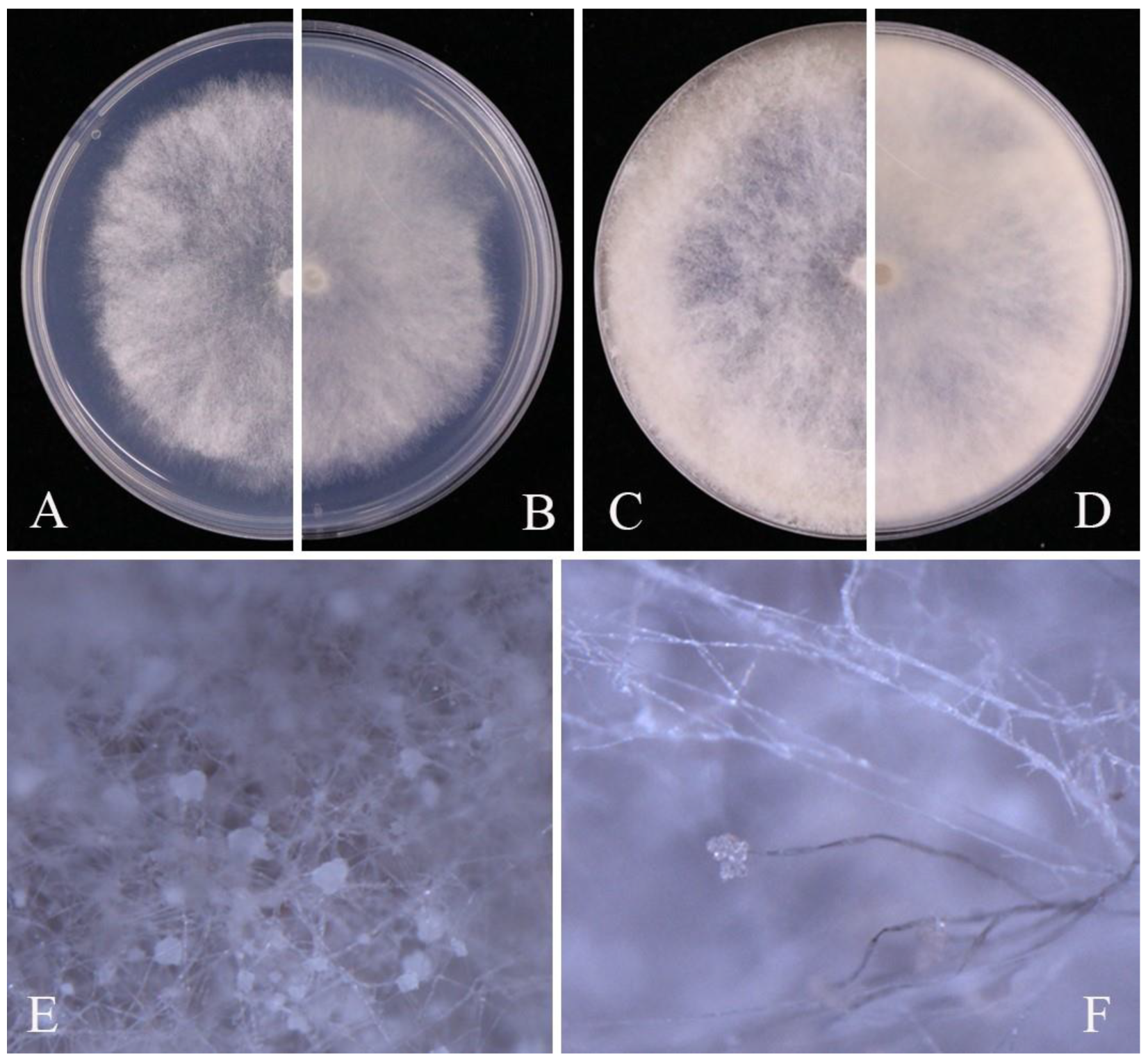 Pathogens 14 00201 g005