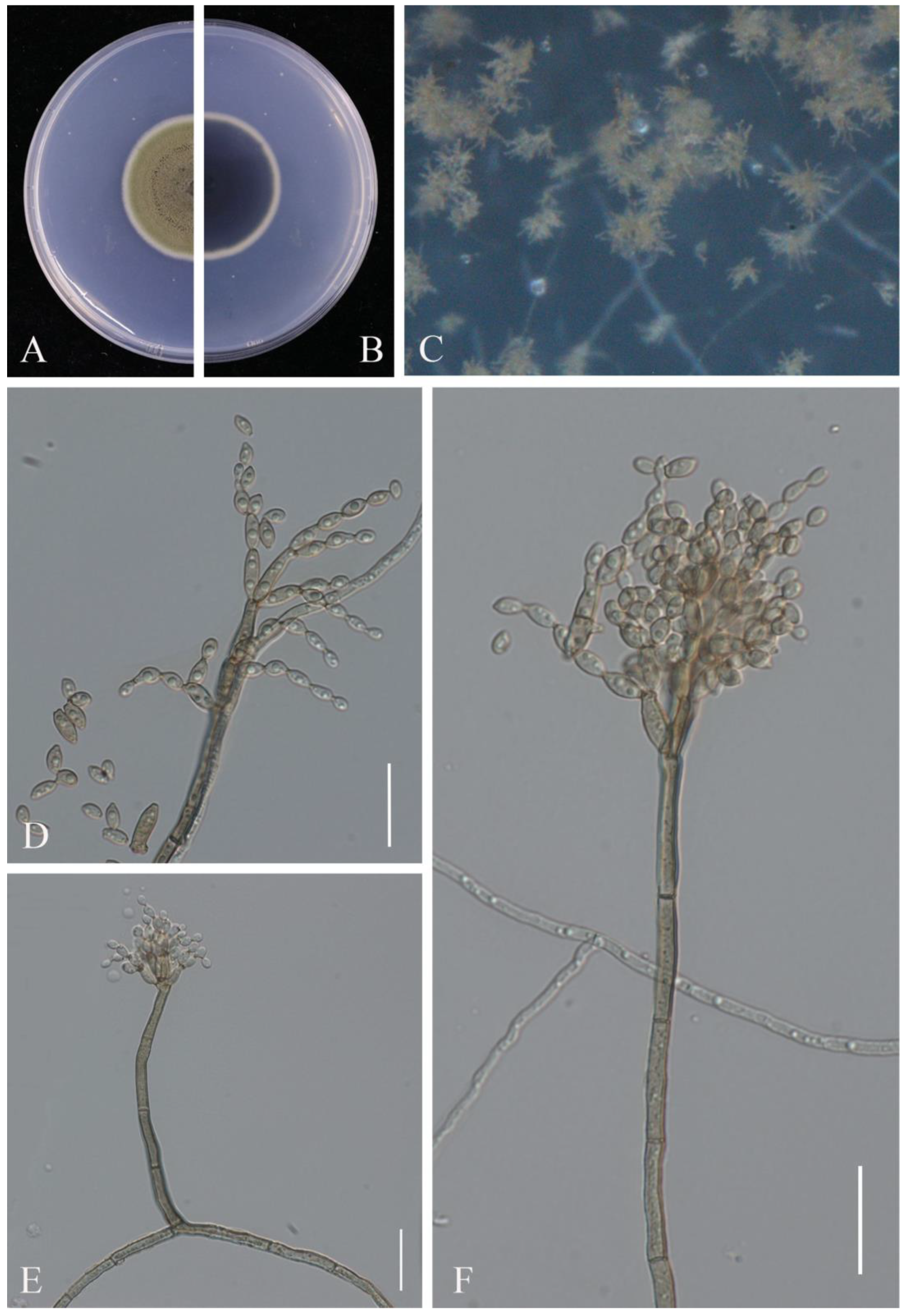 Pathogens 14 00201 g007