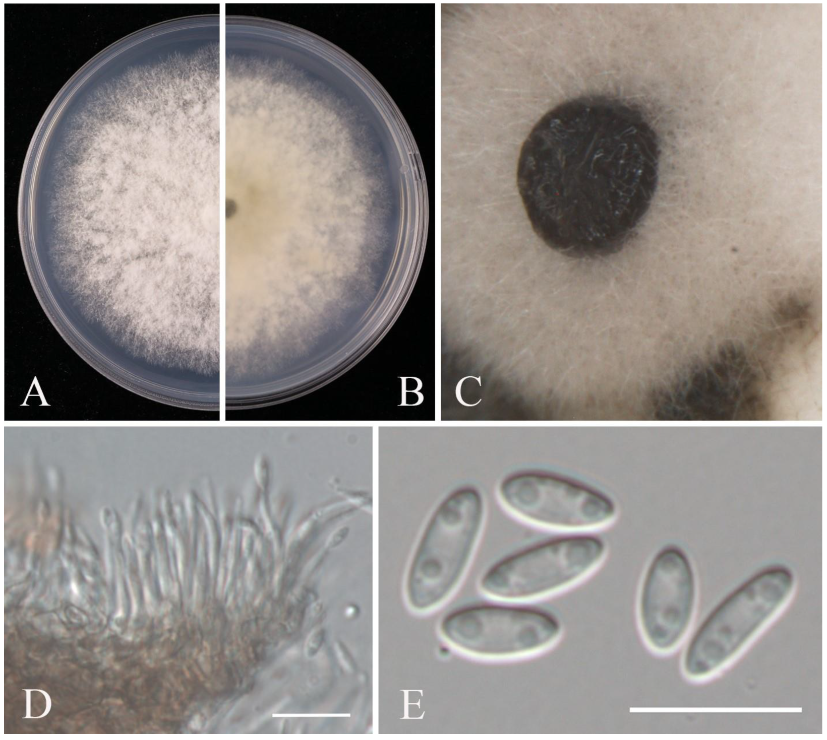 Pathogens 14 00201 g011