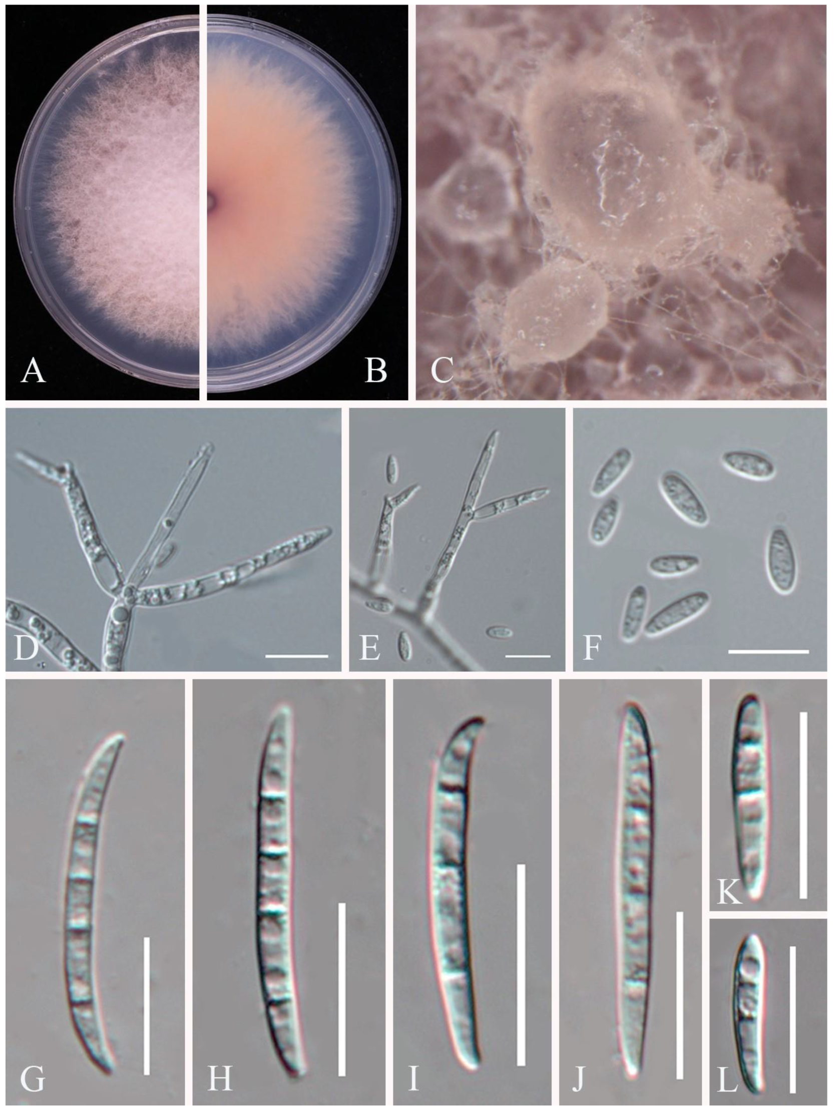 Pathogens 14 00201 g013