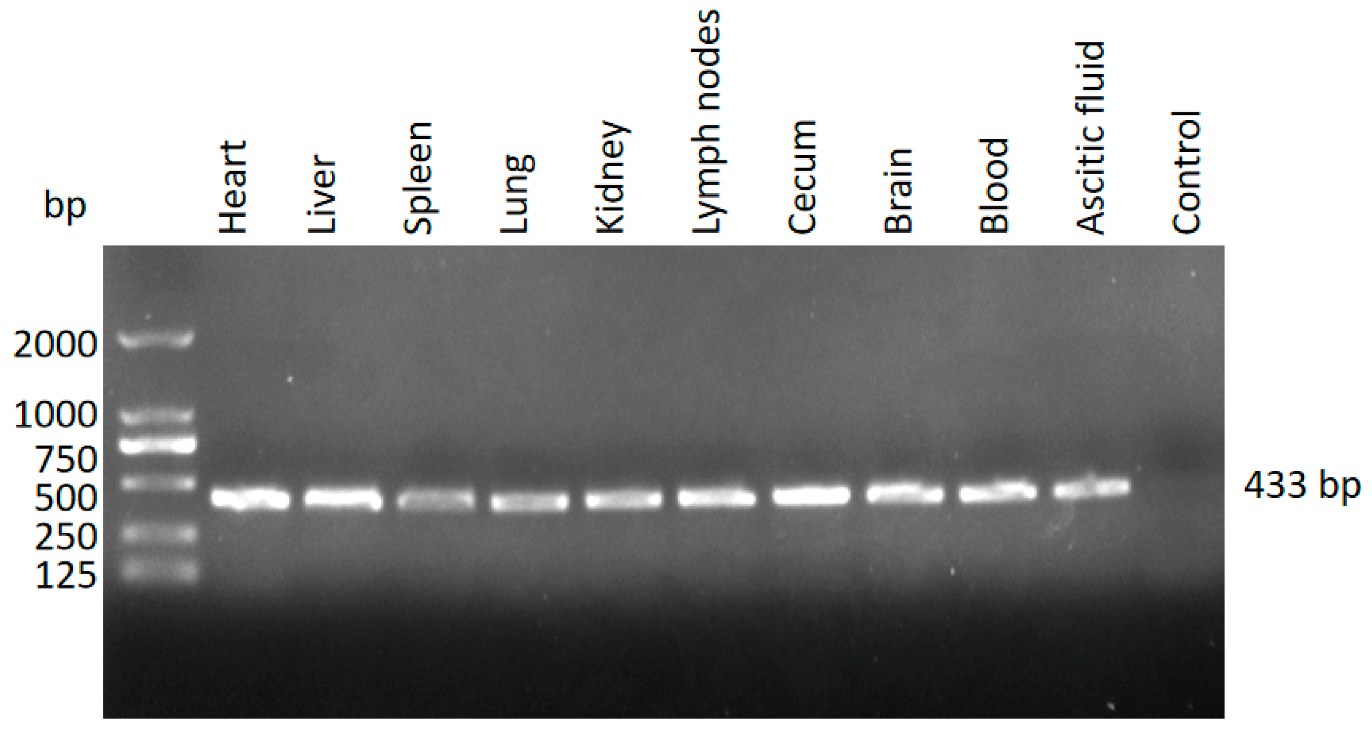Pathogens 14 00202 g002 Pathogens 14 00202 g002