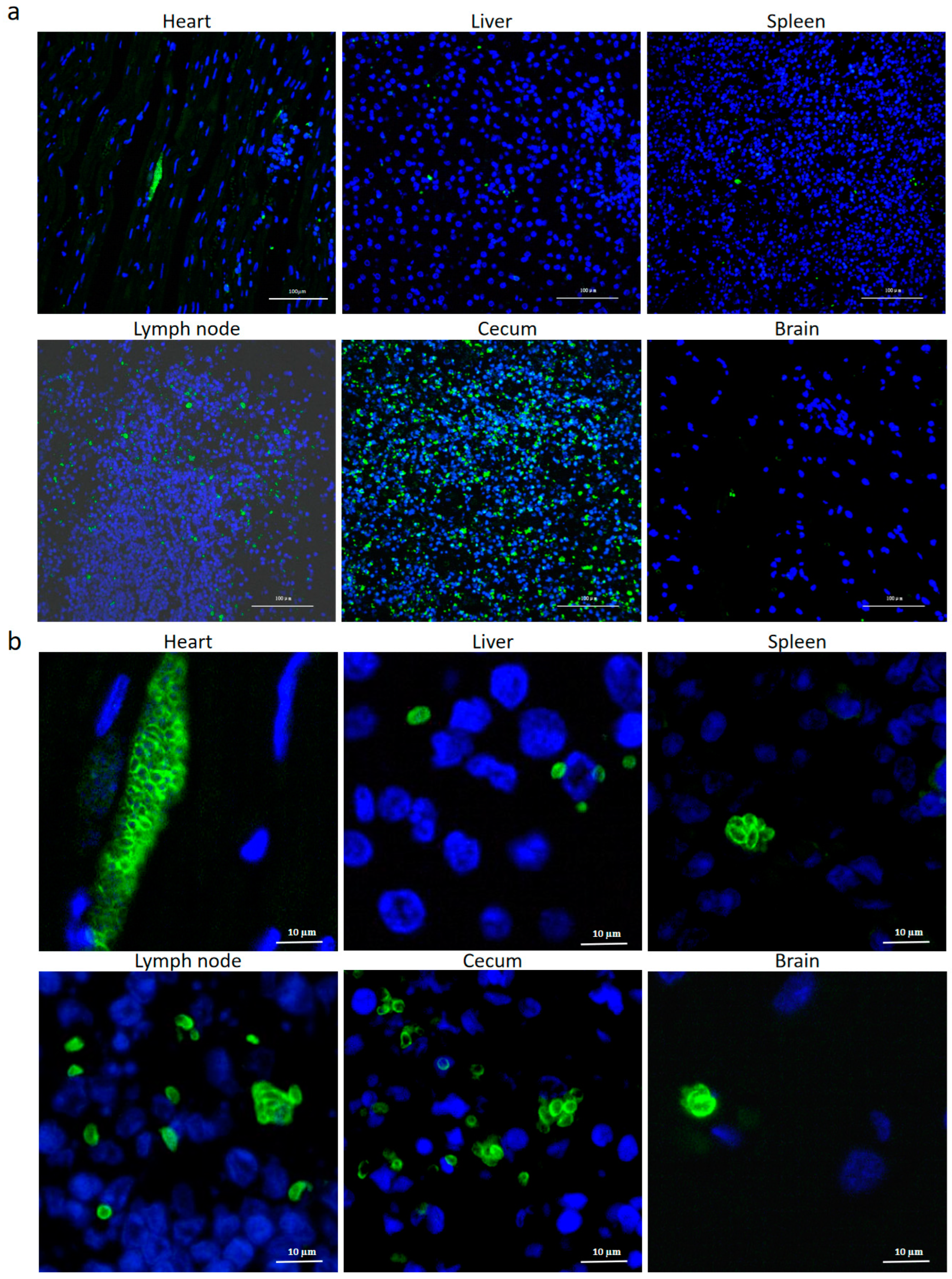 Pathogens 14 00202 g003 Pathogens 14 00202 g003