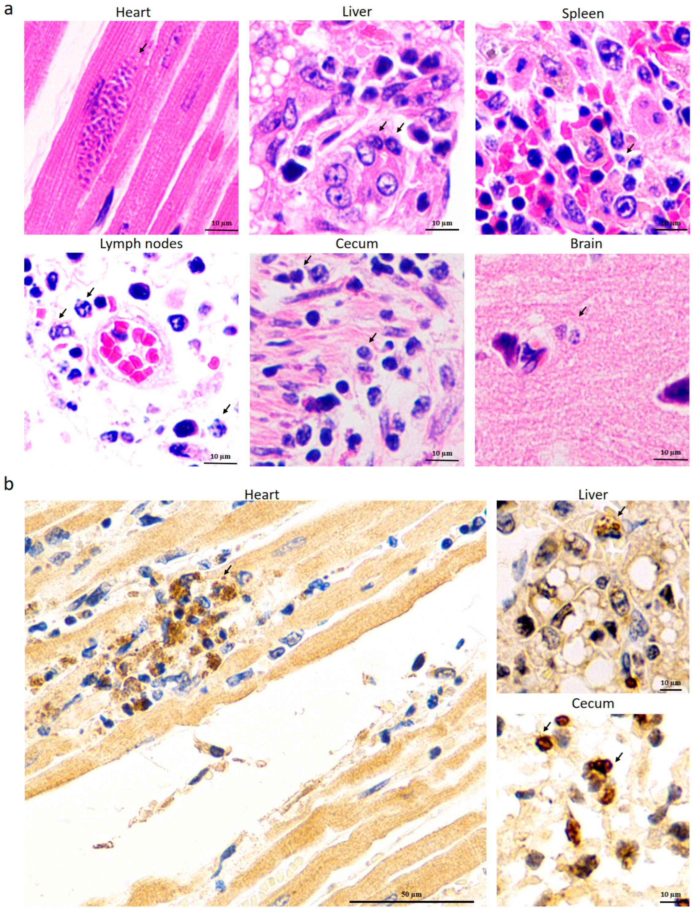 Pathogens 14 00202 g004 Pathogens 14 00202 g004