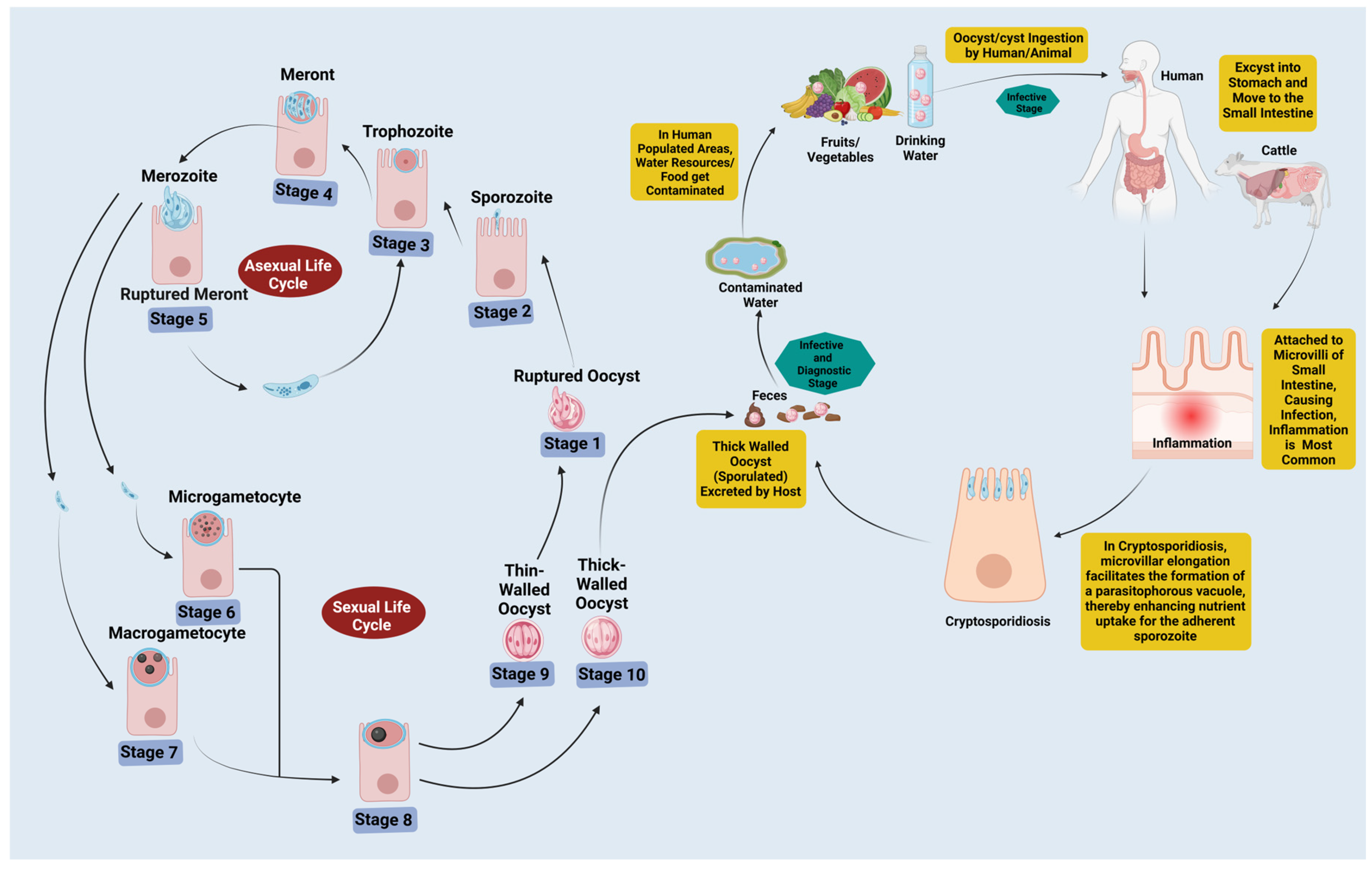 Pathogens 14 00208 g001
