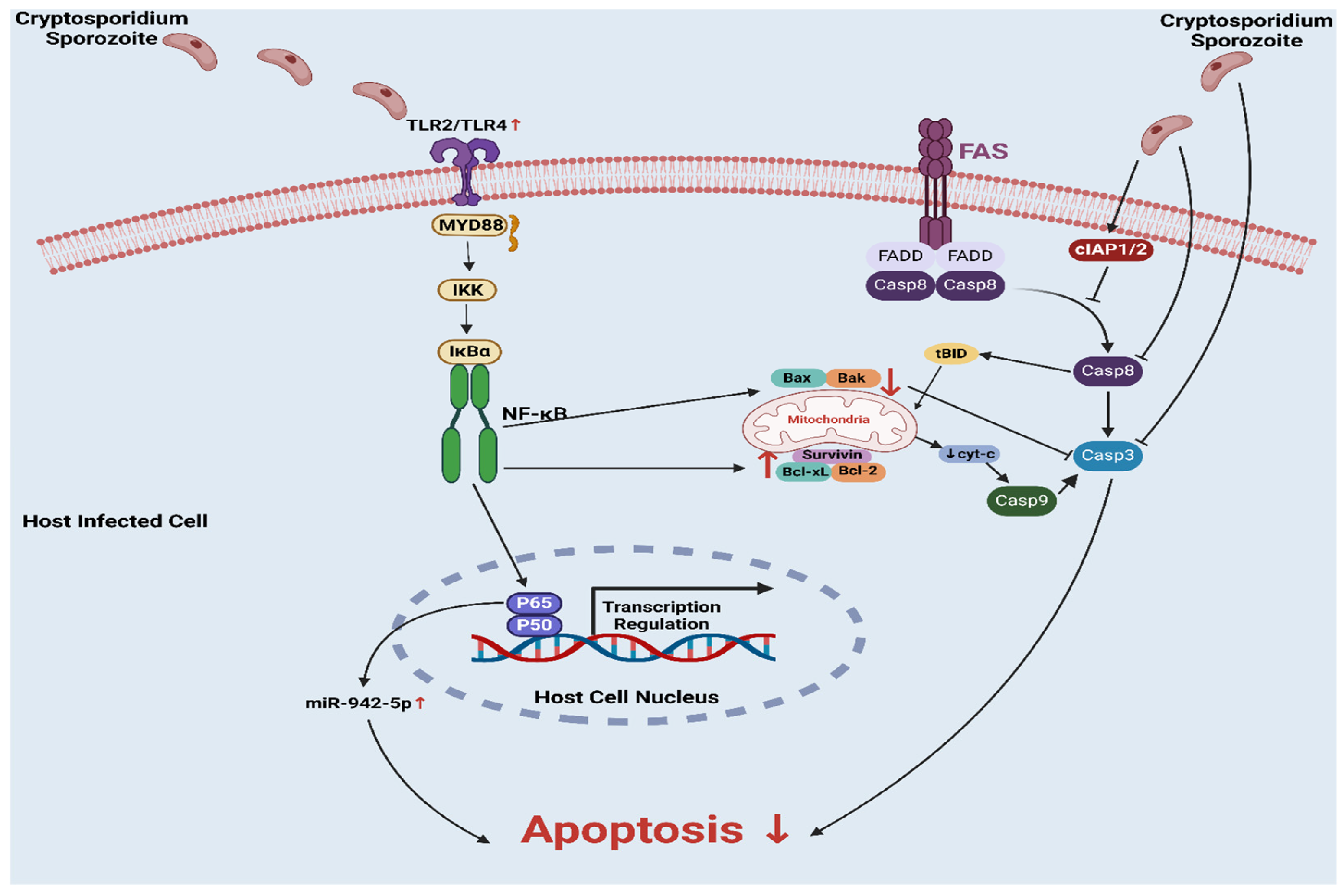 Pathogens 14 00208 g003
