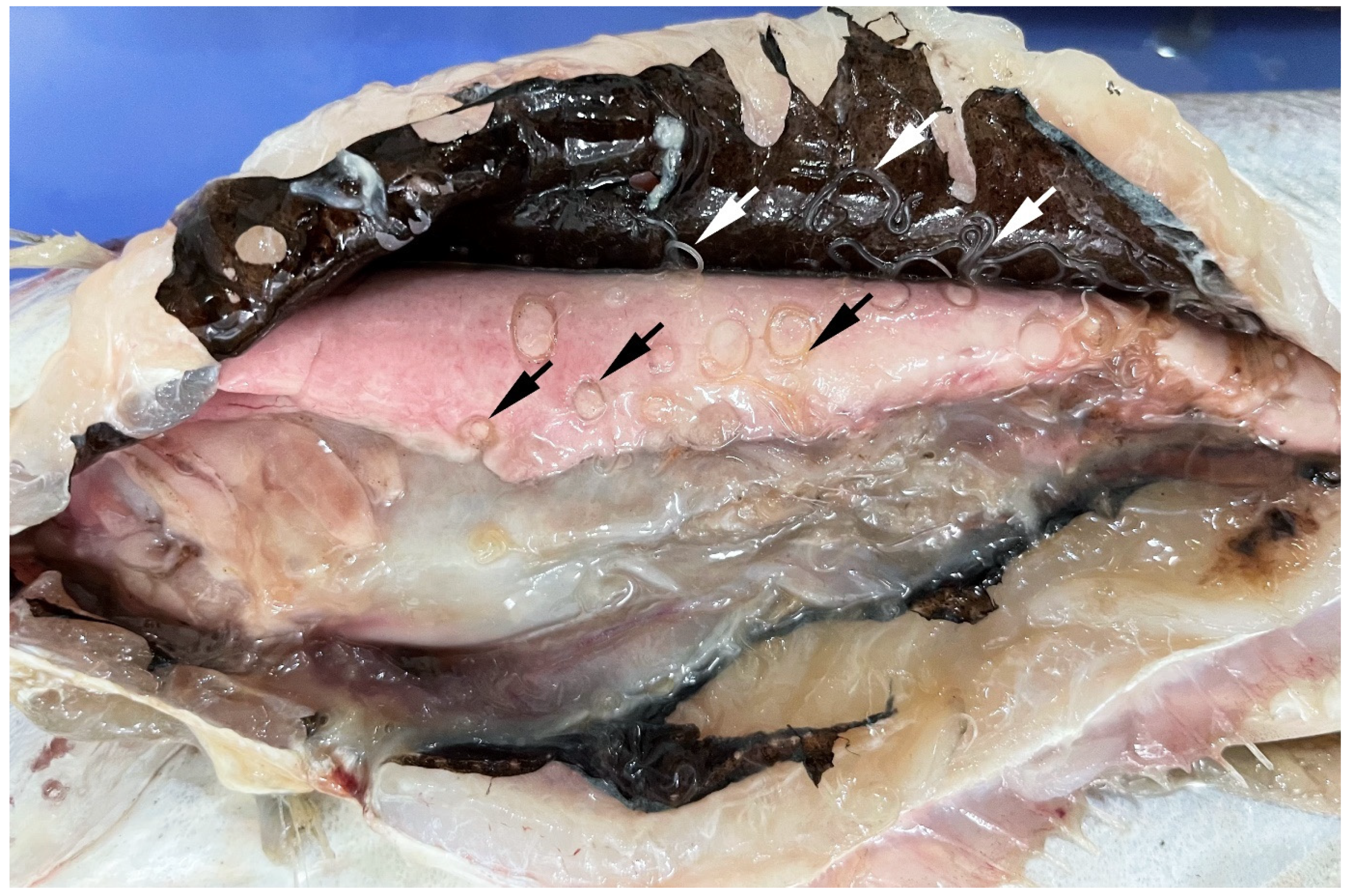 Pathogens 14 00217 g005