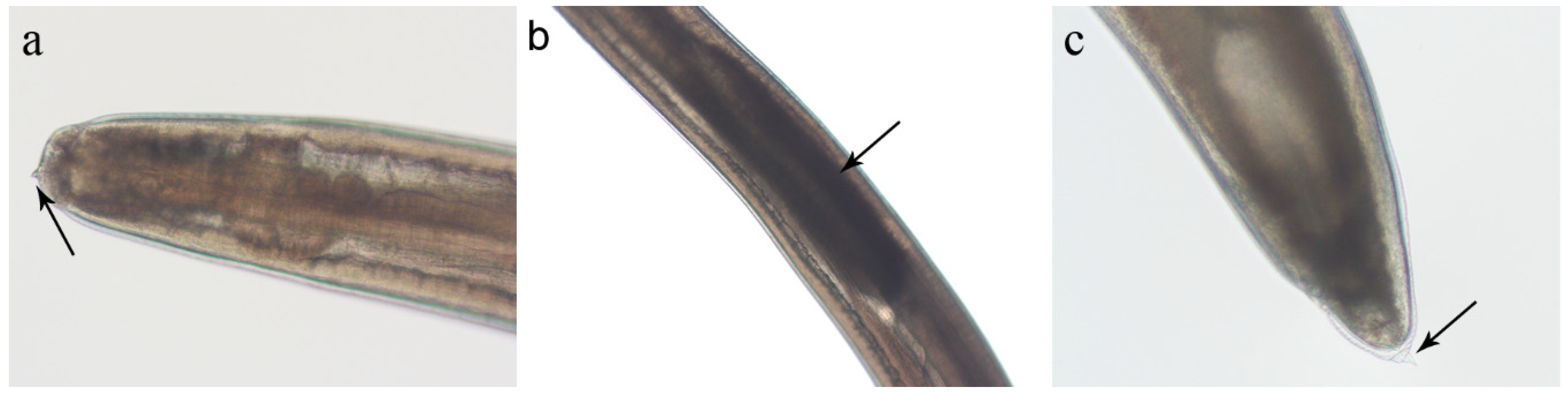 Pathogens 14 00217 g006