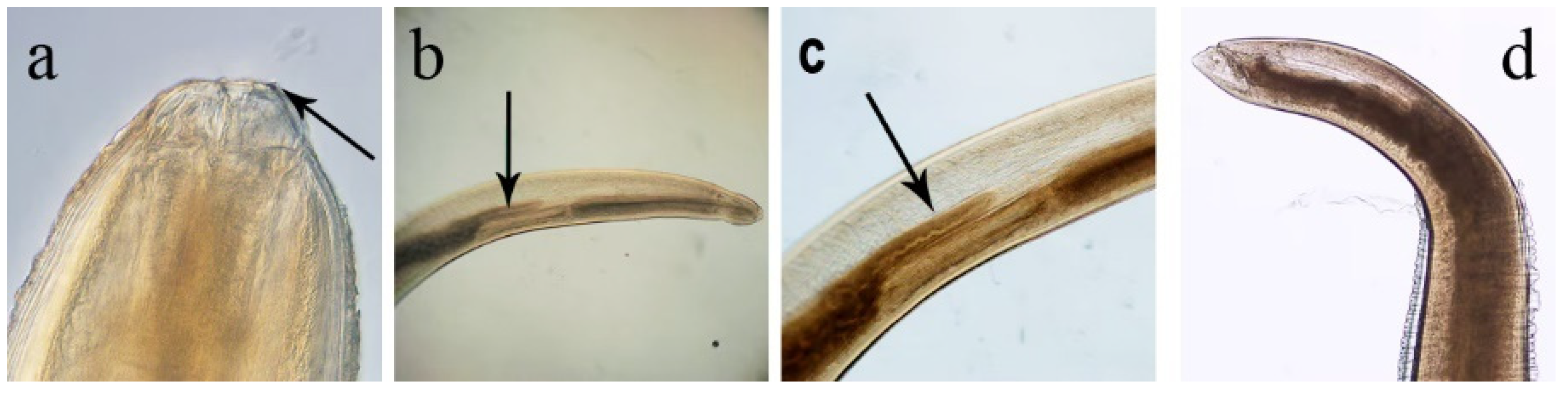 Pathogens 14 00217 g008