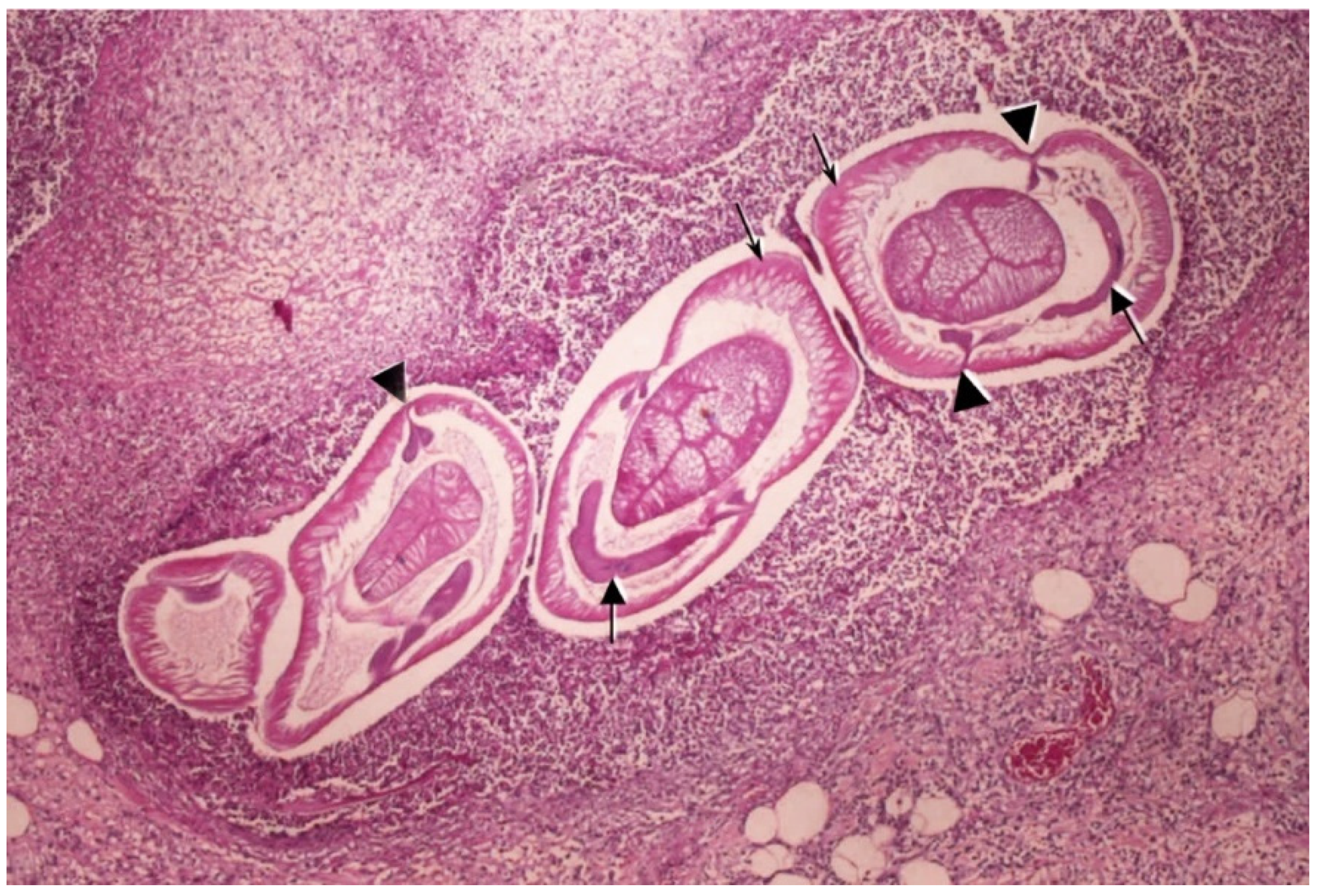 Pathogens 14 00217 g010