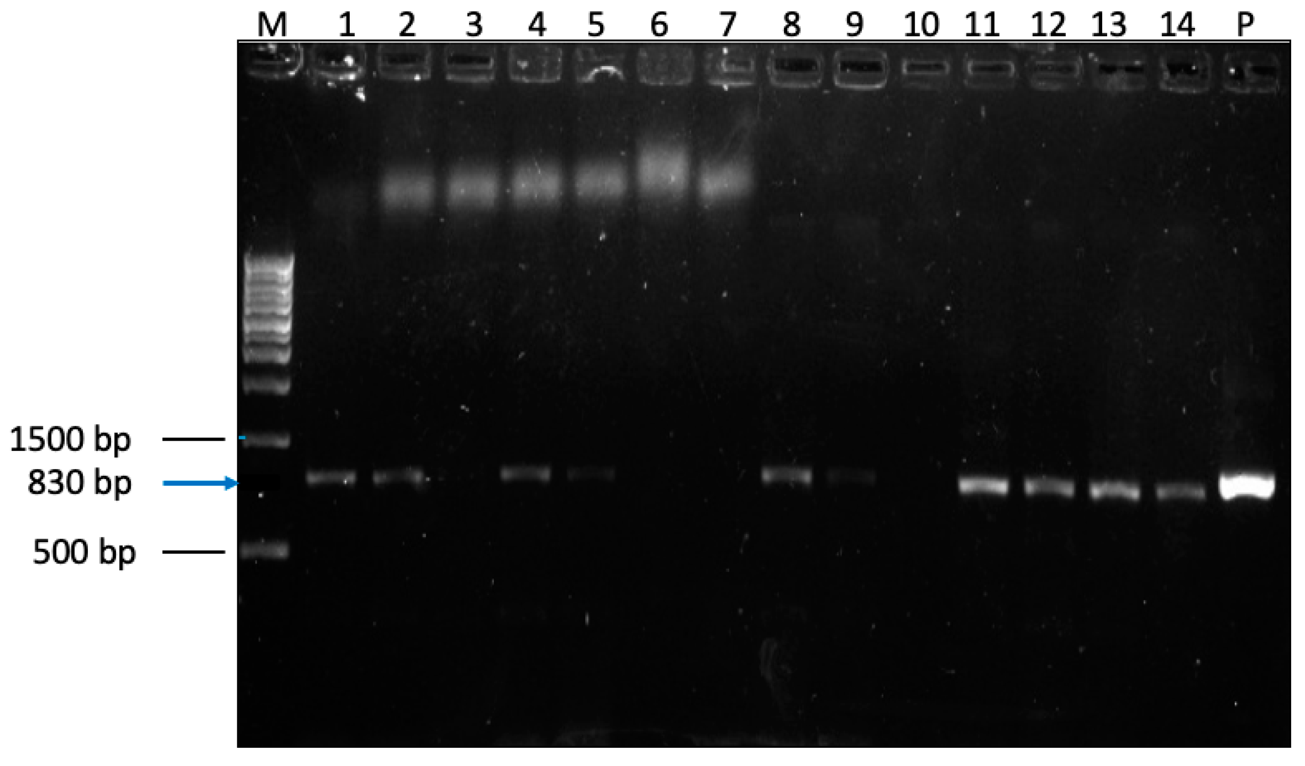 Pathogens 14 00287 g002