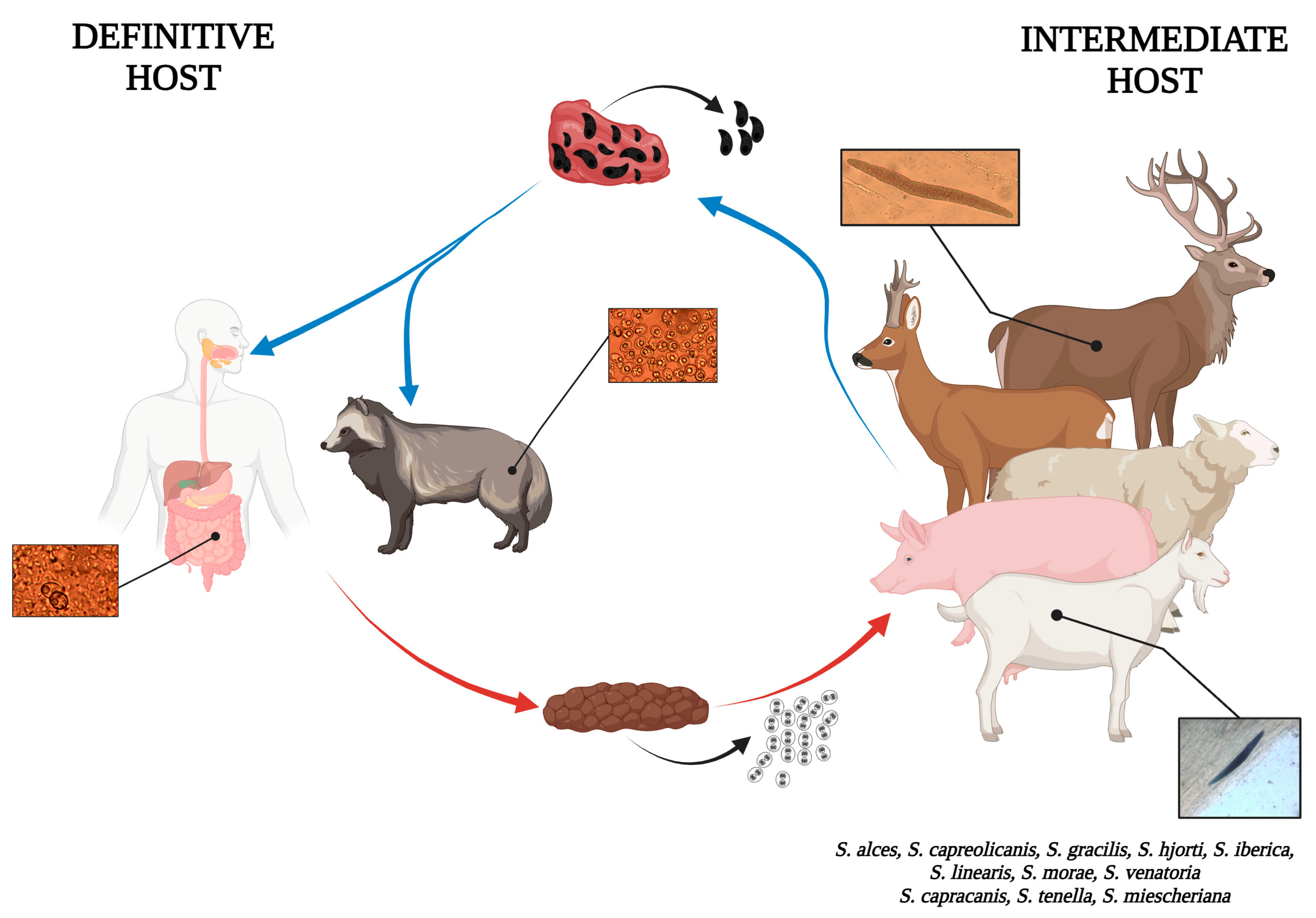Pathogens 14 00288 g004 Pathogens 14 00288 g004