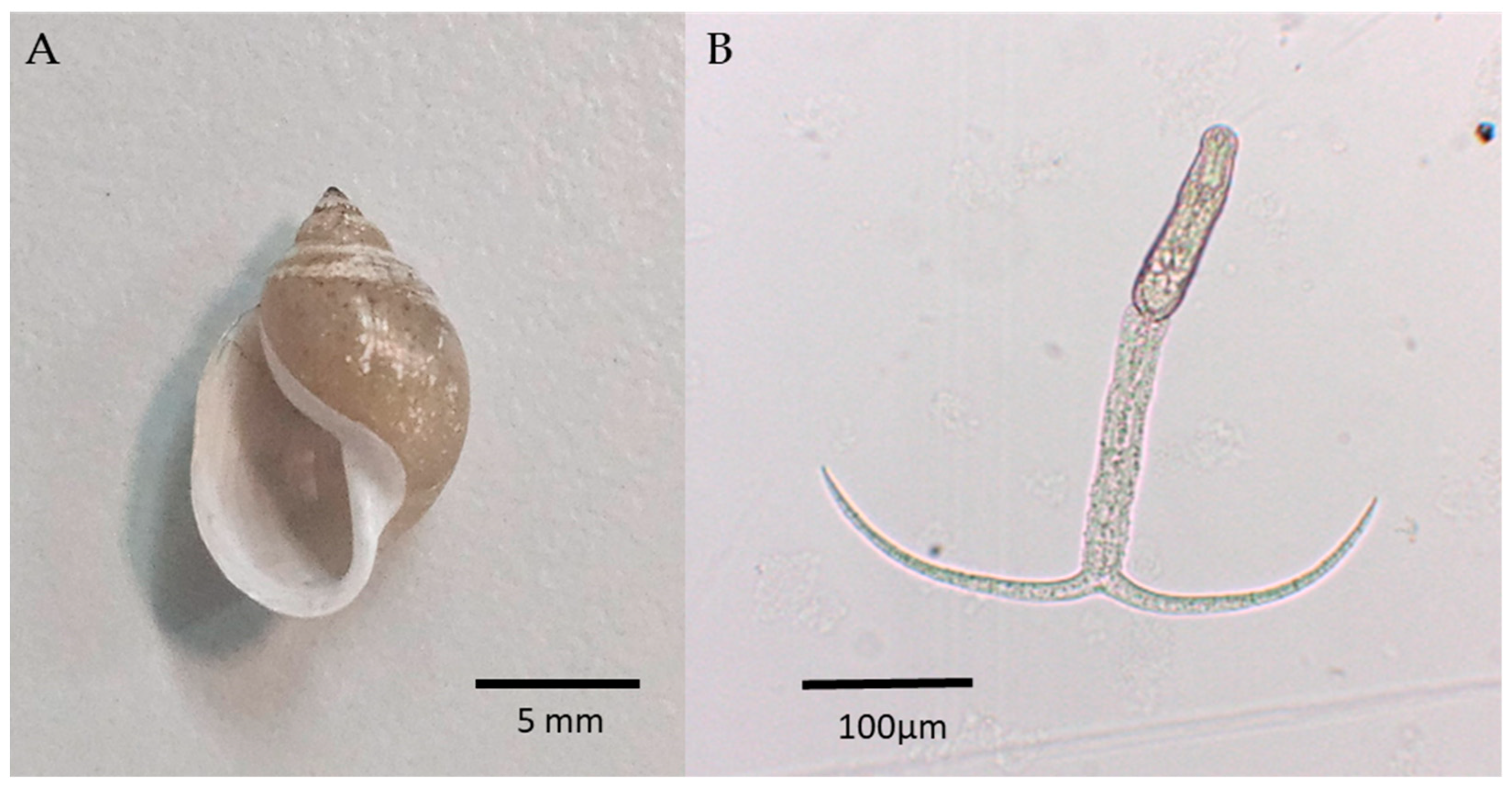 Pathogens 14 00304 g002 Pathogens 14 00304 g002