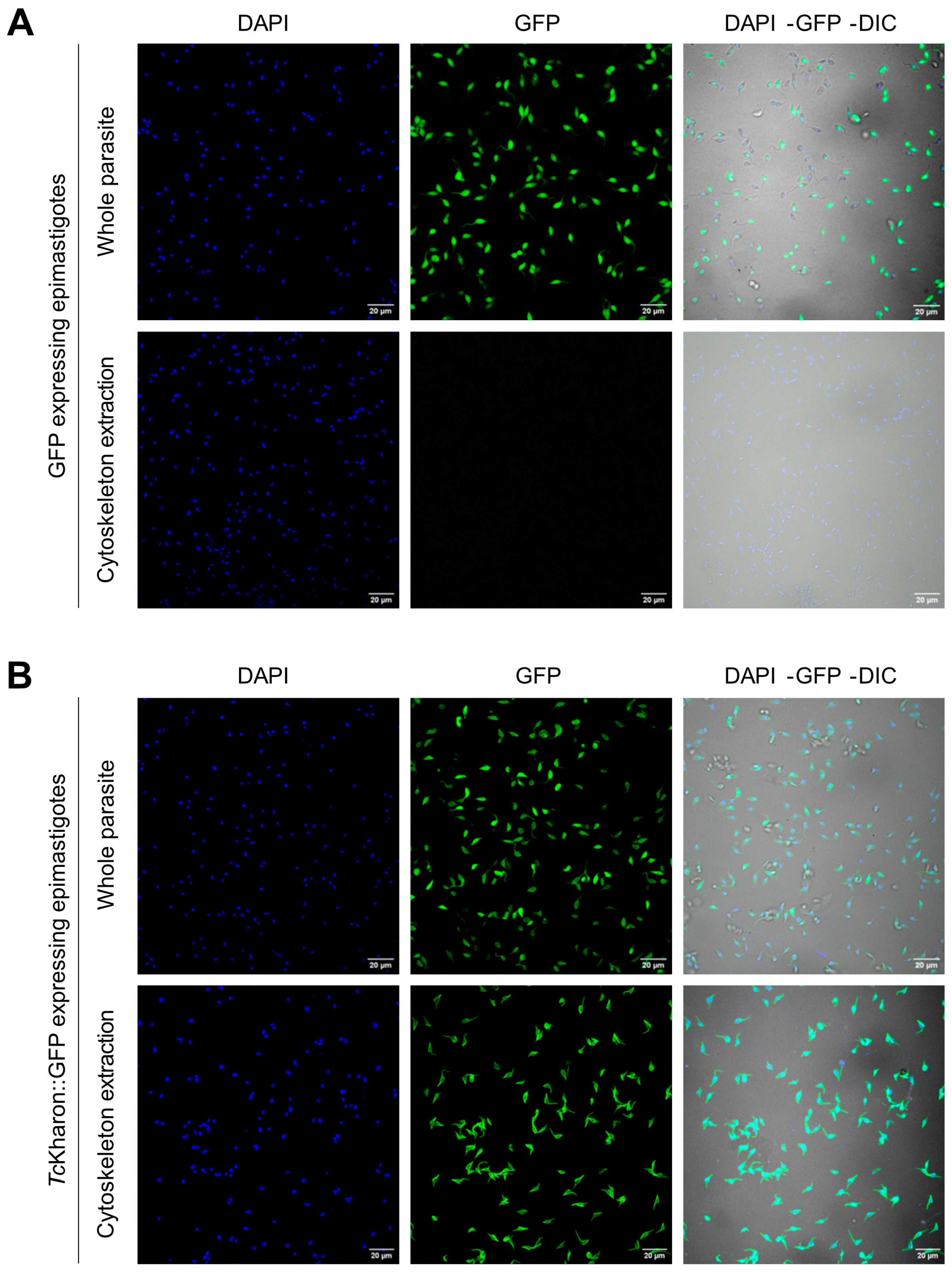 Pathogens 14 00312 g002
