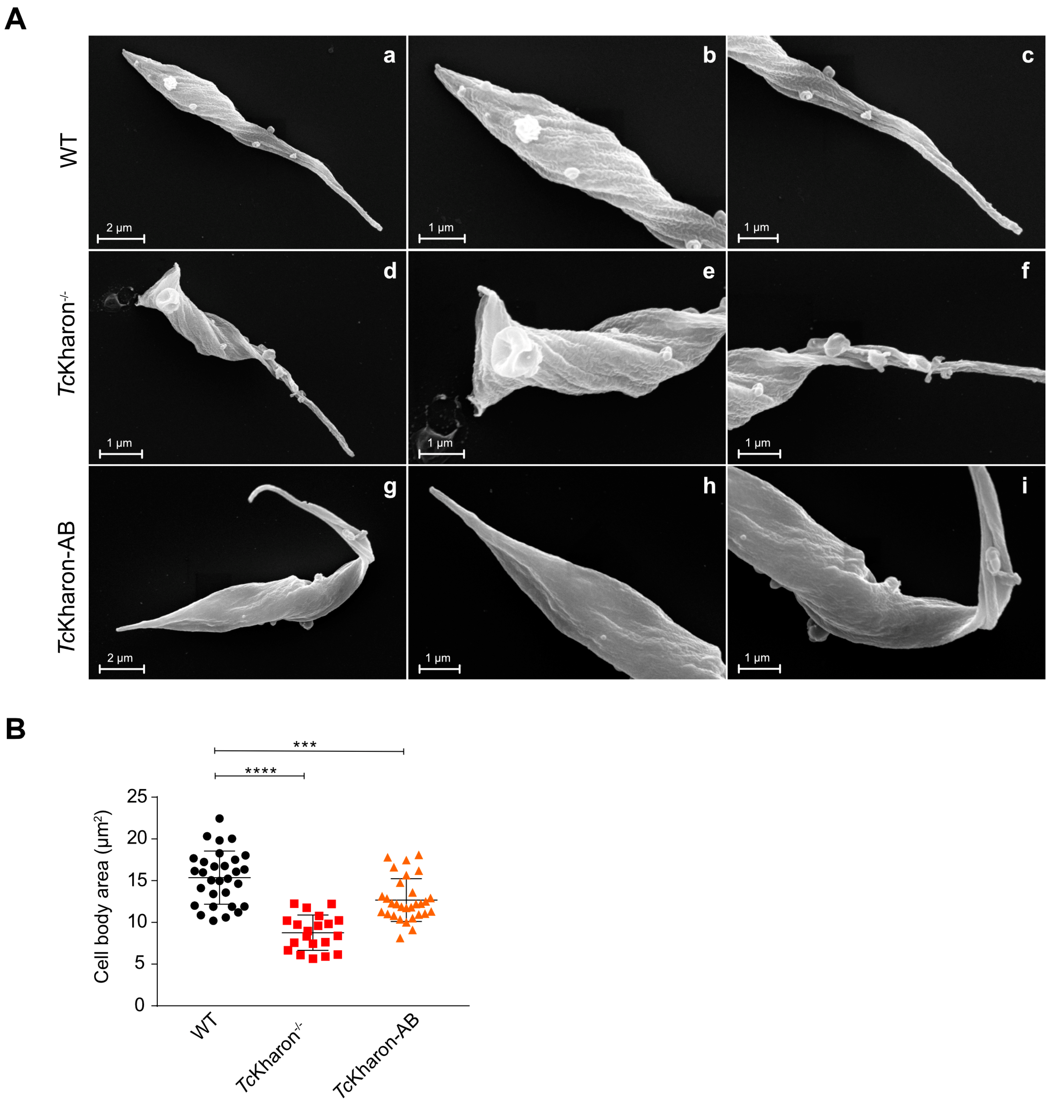 Pathogens 14 00312 g005
