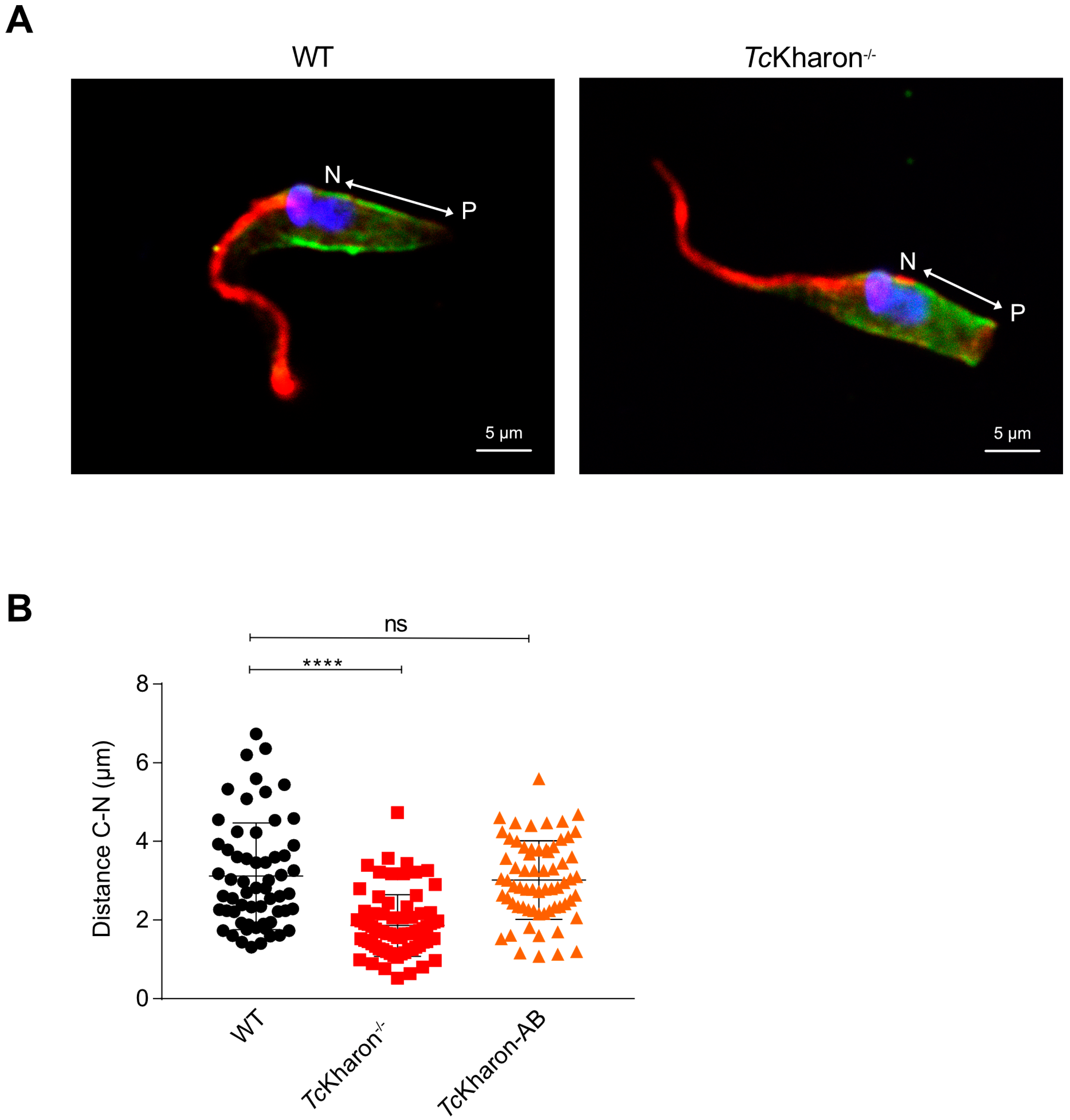Pathogens 14 00312 g006