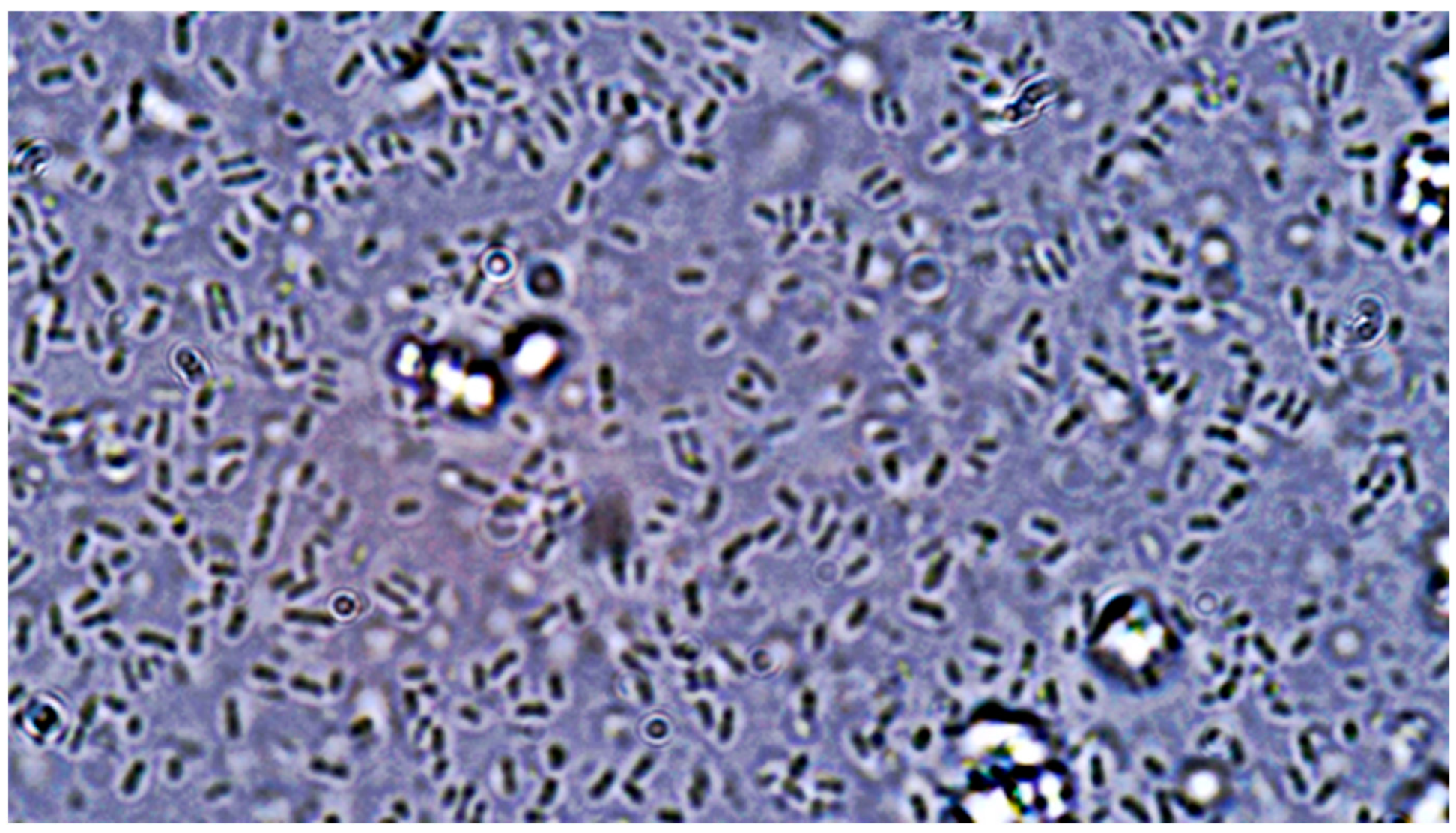 Pathogens 14 00327 g008 Pathogens 14 00327 g008