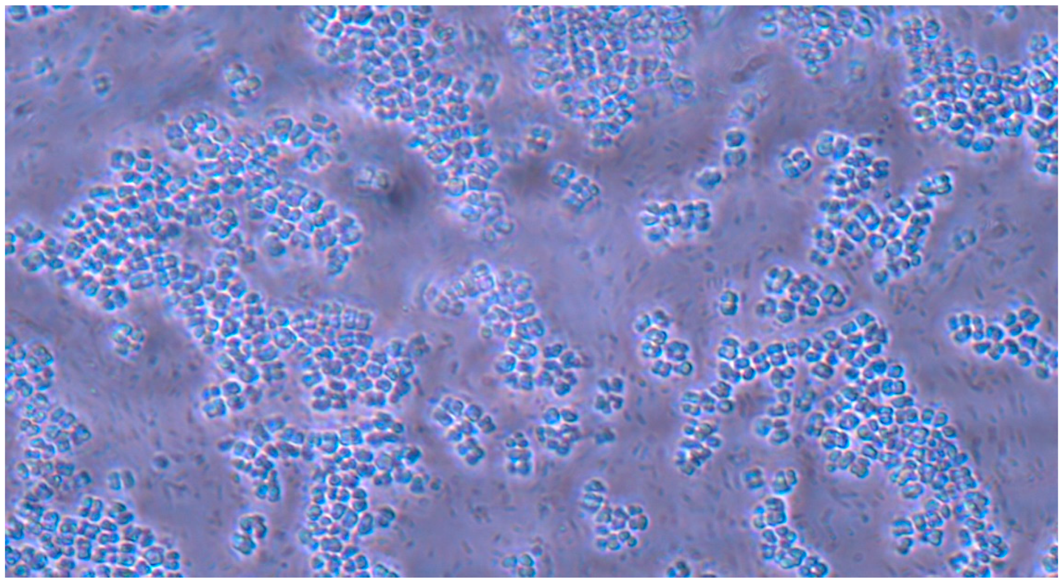 Pathogens 14 00327 g011 Pathogens 14 00327 g011