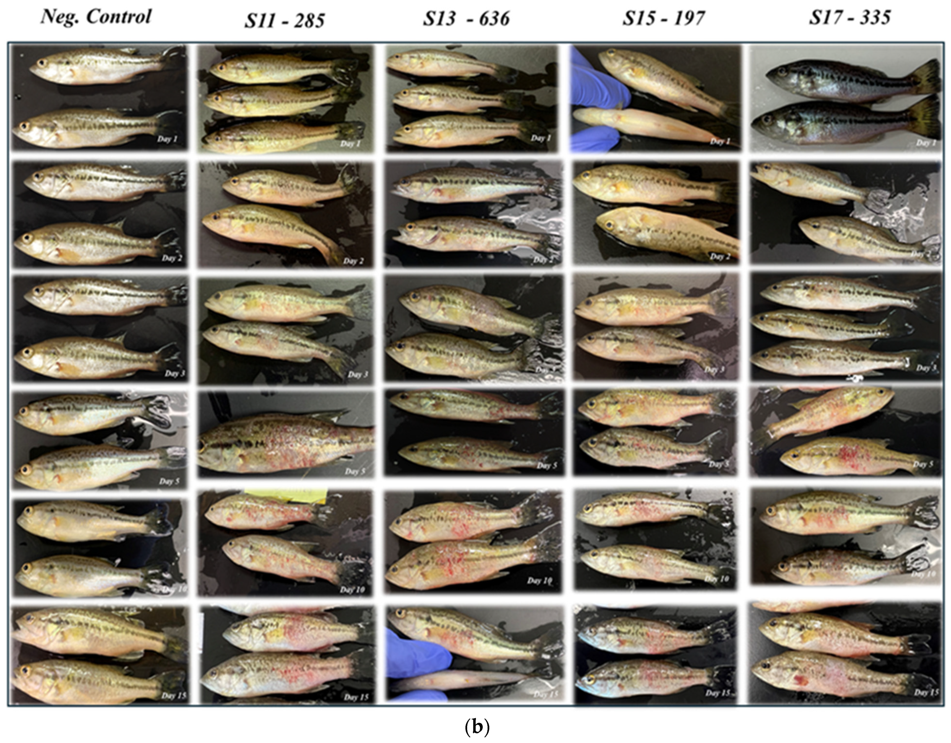 Pathogens 14 00334 g001b