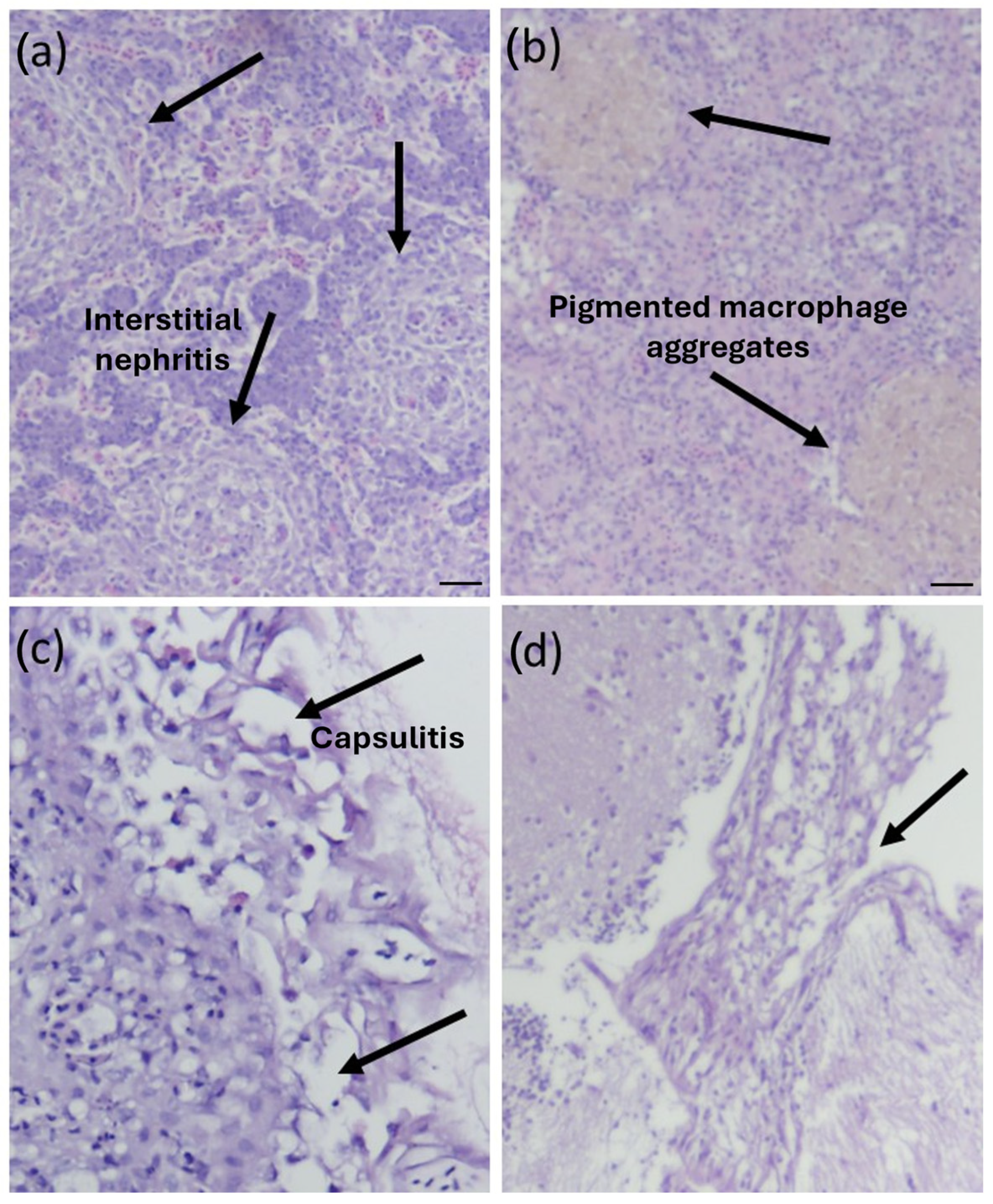 Pathogens 14 00334 g002
