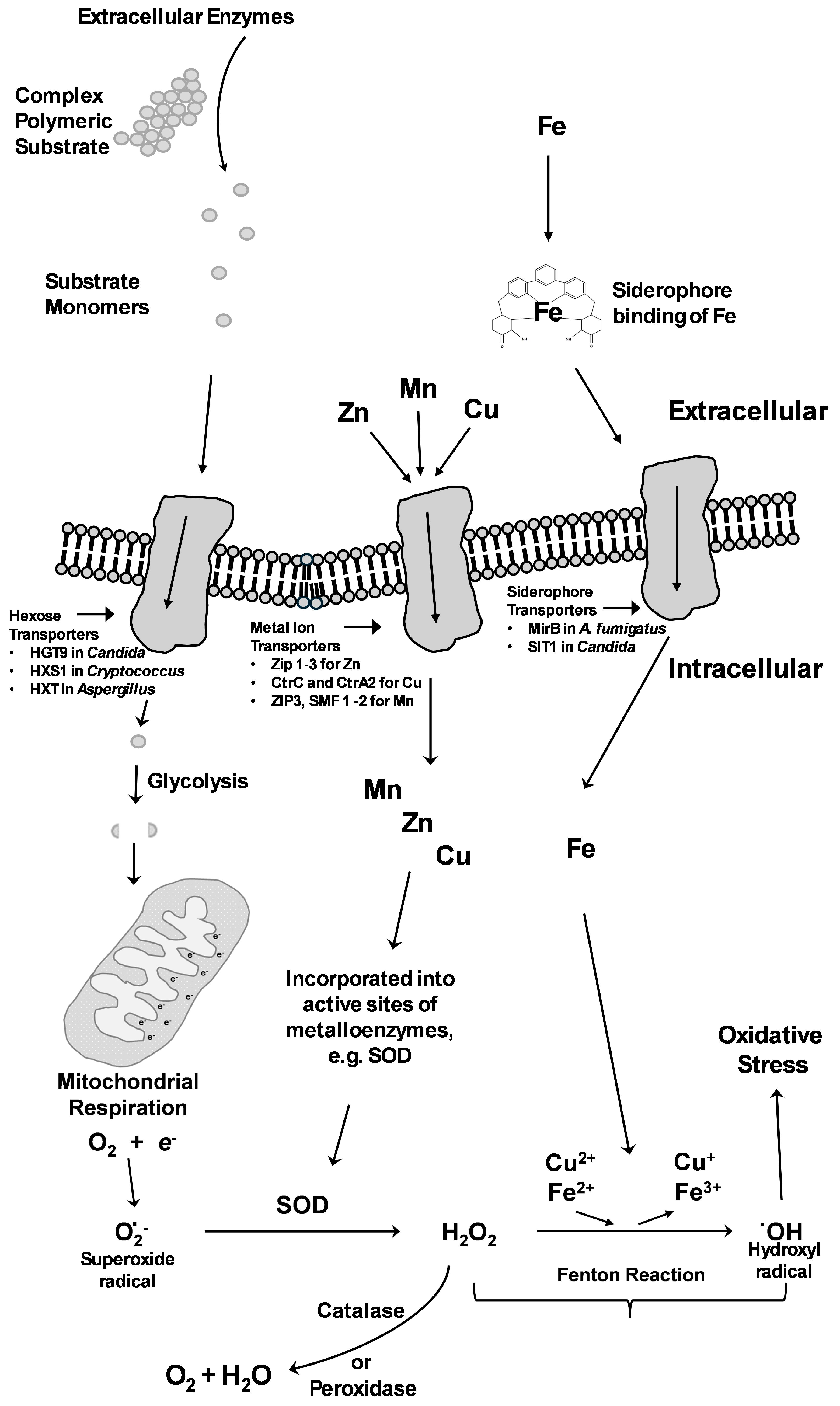 Pathogens 14 00335 g002 Pathogens 14 00335 g002
