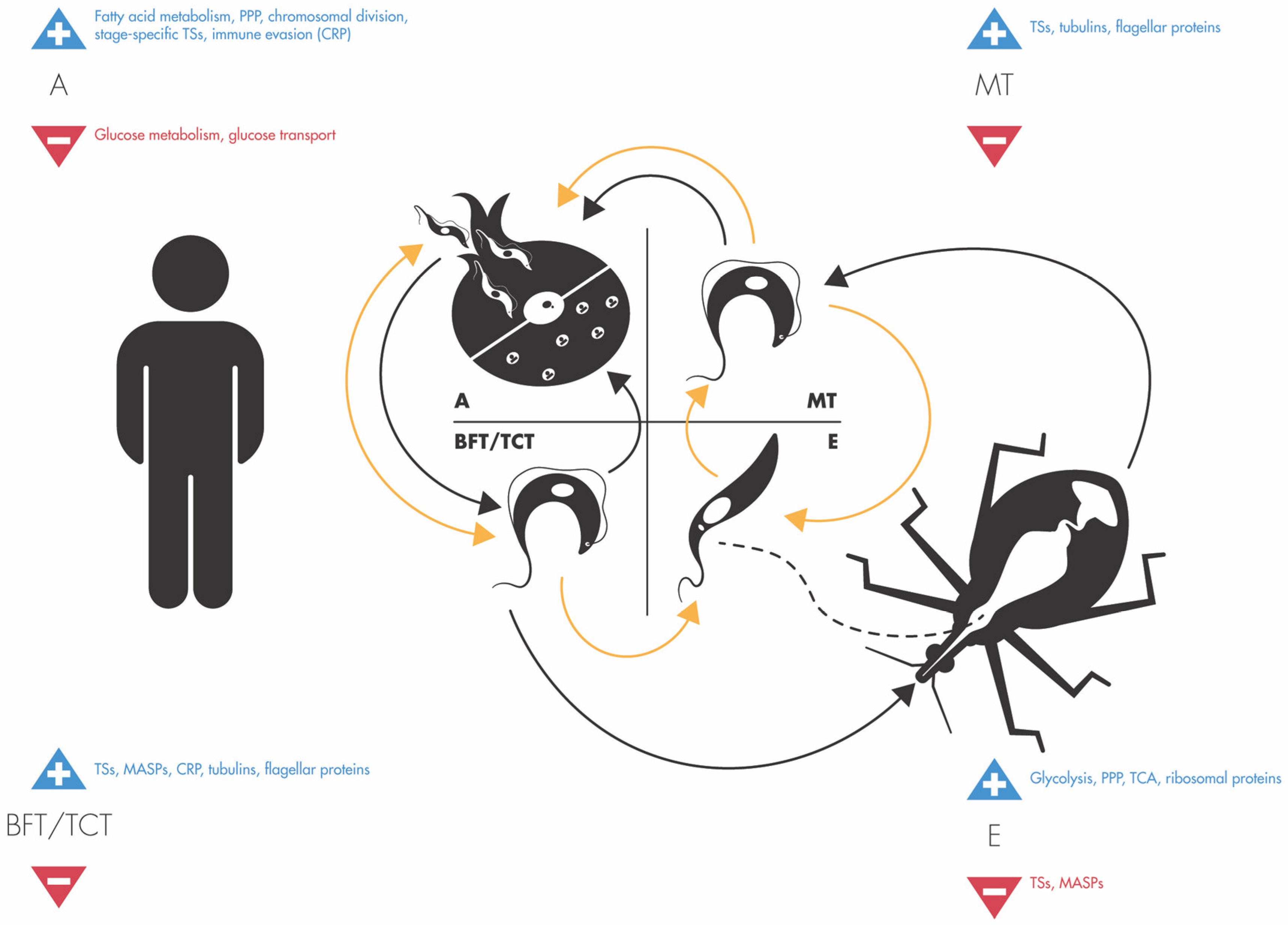 Pathogens 14 00337 g001
