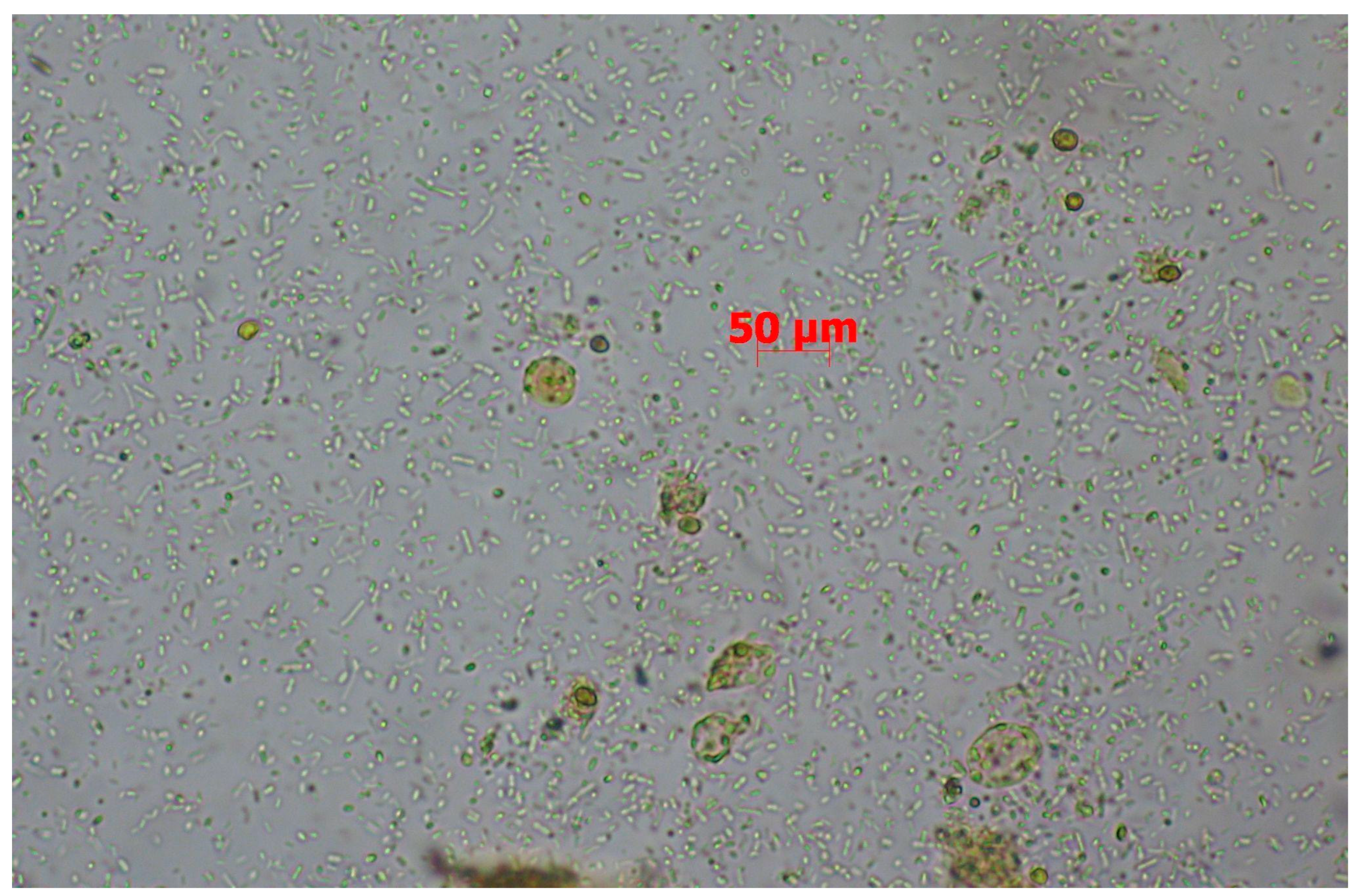 Pathogens 14 00341 g001 Pathogens 14 00341 g001