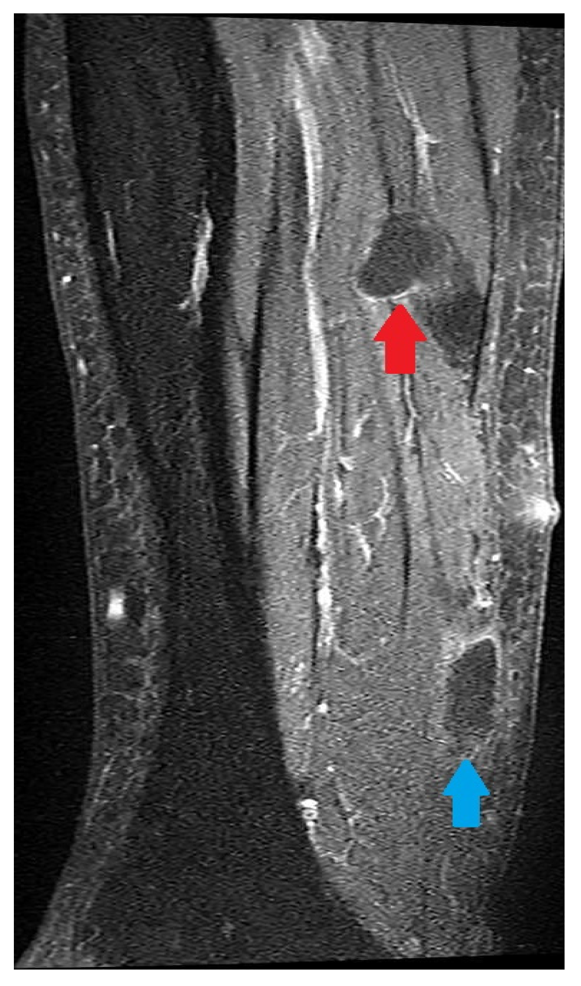 Pathogens 14 00343 g002